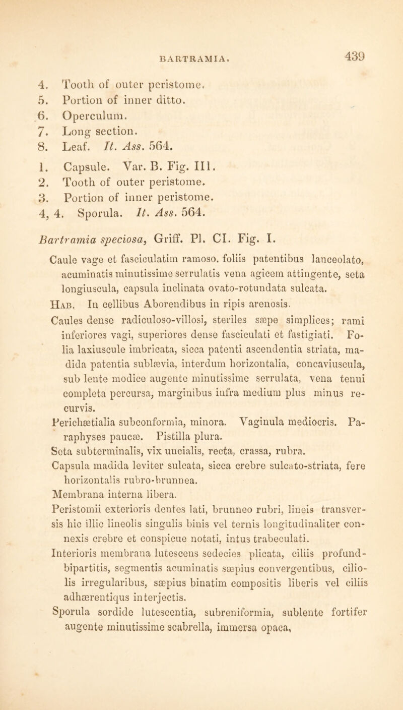 BART RAM I A. 4. Tooth of outer peristome. 5. Portion of inner ditto. 6. Operculum. 7. Long section. 8. Leaf. It. Ass. 564. 1. Capsule. Var. B. Fig. III. 2. Tooth of outer peristome. 3. Portion of inner peristome. 4. 4. Sporula. It. Ass. 564. Bartramia speciosa, Griff. PI. CI. Fig. I. Caule vage et fasciculatim ramoso. foliis patentibus lanceolato, acuminatis minutissime serrulatis vena agicem attingente, seta longiuscula, capsula inclinata ovato-rotimdata sulcata. Hab. In cellibus Aborendibus in ripis arenosis. Caules dense radiculoso-villosi, steriles saepe simplices; rami inferiores vagi, superiores dense fasciculati et fastigiati. Fo- lia laxiuscule imbricata, sicca patenti ascendentia striata, ma- dida patentia sublsevia, interdum horizontalia, concaviuscula, sub lente modice augente minutissime serrulata, vena tenui completa percursa, marginibus infra medium plus minus re- curvis. Perichsetialia subconformia, minora. Vaginula mediocris. Pa- raphyses paucie. Pistilla plura. Seta subtenninalis, vix uncialis, recta, crassa, rubra. Capsula madida leviter sulcata, sicca crebre sulcato-striata, fere liorizontalis rubro-brunnea. Membrana interna libera. Peristoinii exterioris dentes lati, brunneo rubri, lineis transver- sis hie illic lineolis singulis binis vel ternis longitudinaliter con- nexis crebre et conspicue notati, intus trabeculati. Interioris membrana lutescens sedecies plicata, ciliis profund - bipartitis, segmentis acuminatis soepius convergentibus, cilio- lis irregularibus, saepius binatim compositis liberis vel ciliis adhaerentiqus interjectis. Sporula sordide lutescentia, subreniformia, sublente fortifer augente minutissime scabrella, immersa opaca,