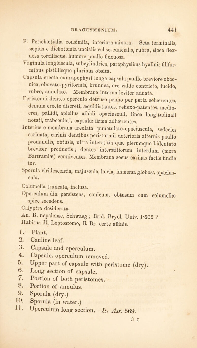 F. Pericliaetialia consimila, interiora minora. Seta terminalis, stepius e dichotomia uncialis vel sescuncialis, rubra, sicca flex- uosa tortilisque, humore puallo flexuosa. Vaginula longiuscula, subcylindrica, paraphysibus hyalinis filifor- mibus pistillisque pluribus obsita. Capsula ereeta cum apophysi longa capsula paullo breviore obco- nica, obovato-pyriformis, brunnea, ore valde contricto, lucido, rubro, annulato. Membrana interna leviter adnata. 1 eristomii dentes operculo detruso primo per peria coliserentes, demum erecto discreti, sequidistantes, reflexo-patentes, medio- cres, pallidi, apicilus albidi opaciusculi, linea longitudinali notati, trabeculati, capsulse firme adhserentes. Interius e membrana areolata punctulato-opaciuscula, sedecies caiinata, carinis dentibus peristormii exterioris alternis paullo piominulis, obtusis, ultra interstitial quse plerumque bidentato breviter productis; dentes interstitiorum interdum (mora Bartramiae) conniventes. Membrana secus carinas facile findie tur. Sporula viridescentia, majuscula, laevia, immersa globosa opacius- cu!a. Columella truncata, inclusa. Operculum diu persistens, conicum, obtusum cum columella apice secedens. Calyptra desiderata. An, B. nepalense, Schwaeg; Brid. Bryol. Univ. 1*602 ? Habitus illi Leptostomo, R Br. certe affinis. 1. Plant. 2. Cauline leaf. 3. Capsule and operculum. 4. Capsule, operculum removed. 5. Upper part of capsule with peristome (dry). 6. Long section of capsule. 7. Portion of both peristomes. 8. Portion of annulus. 9. Sporula (dry.) 10. Sporula (in water.) ! 1. Operculum long section. It, Ass. 569.