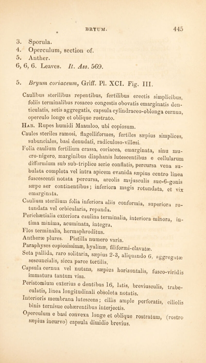 3. Sporula. 4. Operculum, section of. 5. Anther. 6. 6, 6. Leaves. It. Ass. 569. 5. Bryum coriaceum, Griff. PI. XCI. Fig. HI. Caulibus sterilibus repentibus, fertilibus erectis simplicibus, foliis terminalibus rosaceo congestis obovatis emarginatis den- ticulatis, setis aggregate, capsula cylindraceo-oblonga cernua, operculo longe et oblique rostrato. Hab. Rupes humidi Maamloo, ubi copiosum. Caules steriles ramosi, flagelliformes, fertiles sjepius simplices, subunciales, basi denudati, radiculoso-villosi. I olia caulium feitiliuni crassa, coriacea, emarginata, sinu mu- cro-nigero, marginibus diaphanis lutescentibus e cellularum difformium sub sub-triplice serie conflatis, percursa vena su- bulata completa vel intra apicem evanida szepius centro linea iuscescenti notata percursa, areolis majusculis suc-6-gonis saepe aer continentibus; inferiora magis rotundata, et vix emarginata. Caulium sterilium folia inferiora aliis eonformia, superiors ro- tundata vel orbicularia, repanda. Periclisetialia exteriors caulina terminal*, interiors minora, in- tima minima, acuminata, integra, Flos terminalis, hermaphroditus. Antherae plures. Pistilla numero varia. Paraphyses copiosissinue, hyalins, filiformi-olavatre. Seta pallida, raro solitaria, saepius 2-3, aliquando 6, aggre<ratEe sescuncialis, sicca parce tortilis. Capsula cernua vel nutans, smpius horizontal*, fusco-viridis immatura tantum visa. Peristomium exterius e dentibus 16, latis, breviuseulis, trabe- culatis, linea longitudinaii obsoleta notatis. Interior* membrana lutescens; ciliis ample perloratis, ciliolis binis ternisue cohaerentibus interjectis. Operculum e basi convexa longe et oblique rostratum, (rostro siepius mcurvo) capsula dimidio brevius.