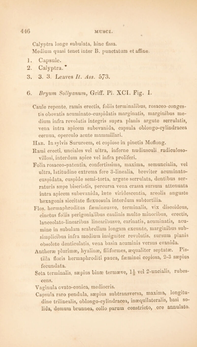 Calyptra longe subulata, liinc fissa. Medium quasi tenet inter B. punctatum et affine. 1. Capsule. 2. Calyptra.* 3. 3. 3. Leaves It. Ass. 5J3. 6. Bryum Sollyanum, Griff. PI. XCI. Fig. I. Caule repente, ramis erectis, foliis terminalibus, rosaceo-conges- tis obovatis acuminato-cuspidatis marginatis, marginibus me- dium infra revolutis integris supra planis argute serrulatis, vena intra apicem subevanida, capsula oblongo-cylindracea cornua, operculo acute mammillari. IIab. Insylvis Surureem, et copiose in pinetis Moflong. Rami erecti, unciales vel ultra, iuferne nudiusculi radiculoso- villosi, interdum apice vel infra proliferi. Folia rosaceo-patentia, confertissima, maxima, semuncialia, vel ultra, latitudine extrema fere 3-linealia, brcviter acuminato- cuspidata, cuspide semi-torta, argute serrulata, dentibus ser- raturis scepe biseriatis, percursa vena crassa sursum attenuata intra apicem subevanida, Isete viridescentia, areolis anguste bexa^-onis siccitate flexuosula interdum subtortilia. Flos, hermapbroditus faemineusve, terminalis, vix discoideus, cinctus foliis perigonialibus caulinis multo minoribus, erectis, lanceolato-linearibus linearibusve, carinatis, acuminatis, acu- mine in subulam scabrellam longam cxeunte, marginibus sub- simplicibus infra medium insigniter revolutis. sursum planis obsolete denticulatis, vena basin acuminis versus evanida. Antherm plurimse, hyalin®, filiformes, sequaliter septatae. Pis- tilla floris liermaphroditi pauca, faeminei copiosa, 2-3 saepius fecundata. Seta terminalis, socpius bin® termaeve, 1 b vel 2-uncialis, rubes- cens. Vaginula ovato-conica, mediocris. Capsula raro pendula, saepius subtransversa, maxima, longitu- dine trilinealis, oblongo-cylindracea, inequilateral is, basi so- lida, demum brunuea, collo paruui constricto, ore annulato.