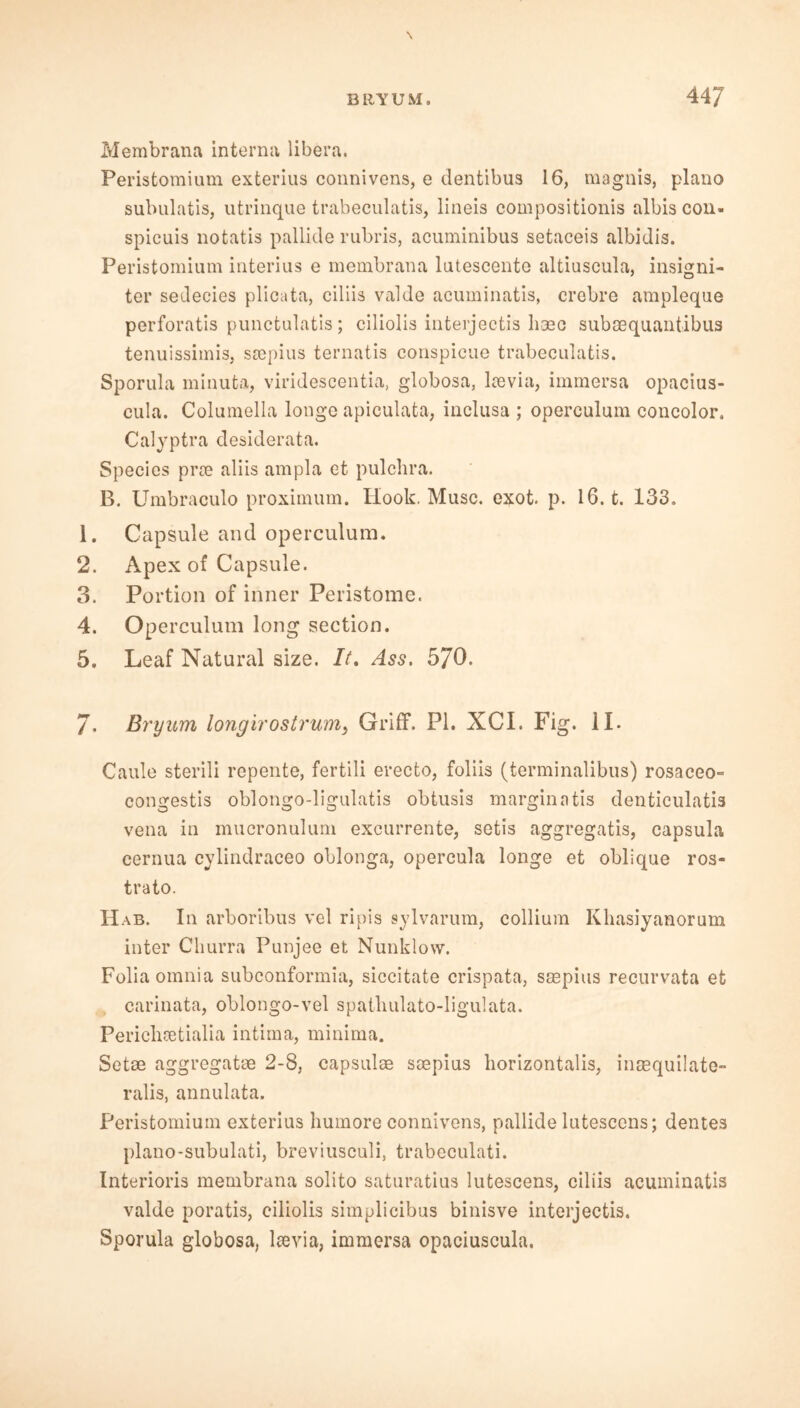 Membrana interna libera. Peristomium exterius connivens, e dentibus 16, magnis, piano subulatis, utrinque trabeculatis, lineis composition^ albis con- spicuis notatis pallide rubris, acuminibus setaceis albidis. Peristomium interius e membrana lutescento altiuscula, insigni- ter sedecies plicata, ciliis valde acuminatis, crebre ampleque perforatis punctulatis; ciliolis interjectis lieec suboequantibus tenuissimis, srepius ternatis conspieue trabeculatis. Sporula minuta, viridescentia, globosa, laevia, immersa opacius- cula. Columella longe apiculata, inclusa ; operculum concolor. Calyptra desiderata. Species prre aliis ampla et pulchra. B. Umbraculo proximum. Hook. Muse. exot. p. 16. t. 133. 1. Capsule and operculum. 2. Apex of Capsule. 3. Portion of inner Peristome. 4. Operculum long section. 5. Leaf Natural size. It. Ass. 570. 7. Bryum longirostrurn> Griff. PI. XCI. Fig. II. Caule sterili repente, fertili erecto, foliis (terminalibus) rosaceo- congestis oblongo-ligulatis obtusis marginatis denticulatis vena in mucronulum excurrente, setis aggregatis, capsula cernua cylindraceo oblonga, opercula longe et oblique ros- trato. Hab. In arboribus vel ripis sylvarum, collium Khasiyanorum inter Cliurra Punjee et Nunklow. Folia omnia subconformia, siccitate crispata, saepius recurvata et carinata, oblongo-vel spatbulato-ligulata. Periclicetialia intima, minima. Setae aggregate 2-8, capsulae ssepius horizontalis, inaequilate- ralis, annulata. Peristomium exterius humore connivens, pallide lutesccns; dentes plano-subulati, breviusculi, trabeculati. Interioris membrana solito saturatius lutescens, ciliis acuminatis valde poratis, ciliolis simplicibus binisve interjectis. Sporula globosa, ltevia, immersa opaciuscula.