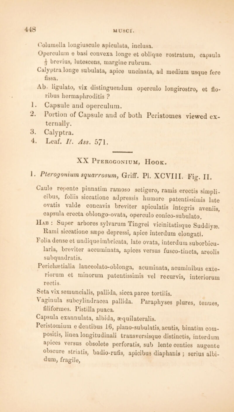 (Columella longiuscule apiculuta, inclusa. Operculum e basi convexa longe et oblique rostratum, capsula 3 brevius, lutescens, margine rubrum, Calyptra longe subulata, apice uuciuata, ad medium usque fere fissa. Ab. ligulato, vix distinguendum operculo longirostro, et flo- ribus hermaphroditis ? 1. Capsule and operculum. 2. 1 oi'tion of Capsule and of both Peristomes viewed ex- ternally. J 3. Calyptra. 4. Leaf. It. Ass. 571. XX Pr erogonium, Hook. 1. Pterogonium squarrosum, Griff. PI. XCVI1I. Fier. n. D Caulo repente pinnatim ramoso setigero, ramis erectis simpli- cibus, foliis siccatioue adpressis liumore patentissimis late ovatis valde concavis breviter apiculatis integris aveniis, capsula erecta oblongo-ovata, operculo conico-subulato. Hab : Super arbores sylvarum Tingrei vicinitatisque Suddiyae. It ami siccatione saepe depressi, apice interdum elongati. Folia dense et undiqueimbricata, late ovata, interdum suborbicu- laria, breviter accuminata, apices versus fusco-tiucta, areolis subquadratis. Periclisetialia lanceolato-oblonga, acuminata, acuminibus exte- riorum et minorum patentissimis vel recurvis, interiorum rectis. Seta vix semuncialis, pallida, sicca parce tortilis. \ aginula subcylindracea pallida. Paraphyses plures, tenues, filiformes. Pistilla puaca. Capsula exannulata, al bid a, aequilateralis. Peristomium e dentibus 16, plano-subulatis, acutis, binatim com- positis, linea longitudinali transversisque distinctis, interdum apices versus obsolete perforatis, sub lente centies augente obscure striatis, badio-rufis, apicibus diaphanis ; serius albi- dum, fragile,