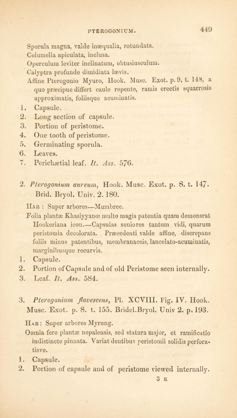 PTEROGONIUM. Sporula magna, valde inaequalia, rotundata. Columella apiculata, inclusa. Operculum leviter inclinatum, obtusiusculum. Calyptra profunde dimidiata laevis. Affine Pterogonio Myuro, Hook. Muse. Exot. p. 9, t. 143, a quo praecipue differt eaule repente, ramis ereetis squarrosis approximatis, foliisque acuminatis. 1. Capsule. 2. Long section of capsule. 3. Portion of peristome. 4. One tooth of peristome, 5. Germinating sporula. 6. Leaves. T. Perichsetial leaf. It. Ass. 5/6. 2. Pterogonium aureum, Hook. Muse. Exot. p. 8. t. 147* Brid. Bryoh Univ. 2. 180. IIab : Super arbores—Mumbree. Folia plantae Khasiyyanoe multo magis patentia quam demonsrat Hookeriana icon.—Capsulas seniores tantum vidi, quarum peristomia decolorata. Preecedenti valde affine, discrepans foliis minus patentibus, membranaceis, lancelato-acuminatis, marginibusque recurvis. 1. Capsule. 2. Portion of Capsule and of old Peristome seen internally. 3. Leaf. It. Ass. 584. 3. Pterogonium flavescens, PI. XCVI1I. Fig. IV. Hook. Muse. Exot. p. 8. t. 155. Bridel.Bryol. Univ 2. p. 193. Hab : Super arbores Myrung. Omnia fere plantae nepalensis, sed statura major, et ramificatio indistincte pinnata. Variat dentibus neristomii solidis perfora- tisve. 1. Capsule. 2. Portion of capsule and of peristome viewed internally. 3 K