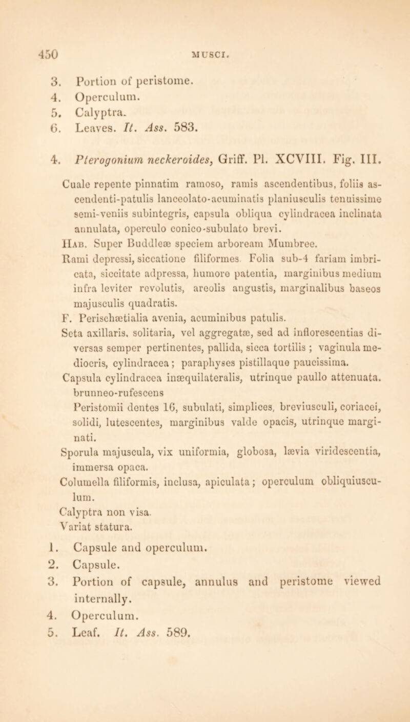 3. Portion of peristome. 4. Operculum. 5. Calyptra. 6. Leaves. It. Ass. 583. 4. Pterogonium neckeroides, Griff. PI. XCVIII. Fig. III. Cuale repente pinnatim ramoso, ramis ascendentibus, foliis as- cendenti-patulis lanceolato-acuminatis planiusculis tenuissime semi-veniis subintegris, capsula obliqua eylindracea inclinata annulata, opcrculo conico-subulato brevi. IIab. Super Buddleoe speciem arboream Mumbree. Rami deprcssi, siccatione filiformes. Folia sub-4 fariam imbri- cata, siccitate adpressa, liumoro patentia, marginibus medium infra leviter revolutis, areolis angustis, marginalibus baseos majusculis quadratis. F. Periscliaetialia avenia, acuminibus patulis. Seta axillaris, solitaria, vel aggregate, sed ad inflorescentias di- versas semper pertinentes, pallida, sicca tortilis; vaginula me- diocris, eylindracea; paraphyses pistillaque paucissima. Capsula eylindracea inaequilateralis, utrinque paullo attenuata. brunneo-rufescens Peristomii dentes 10, subulati, simplices, breviusculi, coriacei, solidi, lutescentes, marginibus valde opacis, utrinque margi- nal. Sporula majuscula, vix uniformia, globosa, lsevia viridescentia, immersa opaca. Columella filiformis, inclusa, apiculata; operculum obliquiuscu- lum. Calyptra non visa. Variat statura. 1. Capsule and operculum. 2. Capsule. 3. Portion of capsule, annulus and peristome viewed internally. 4. Operculum. 5. Leaf. It. Ass. 589,