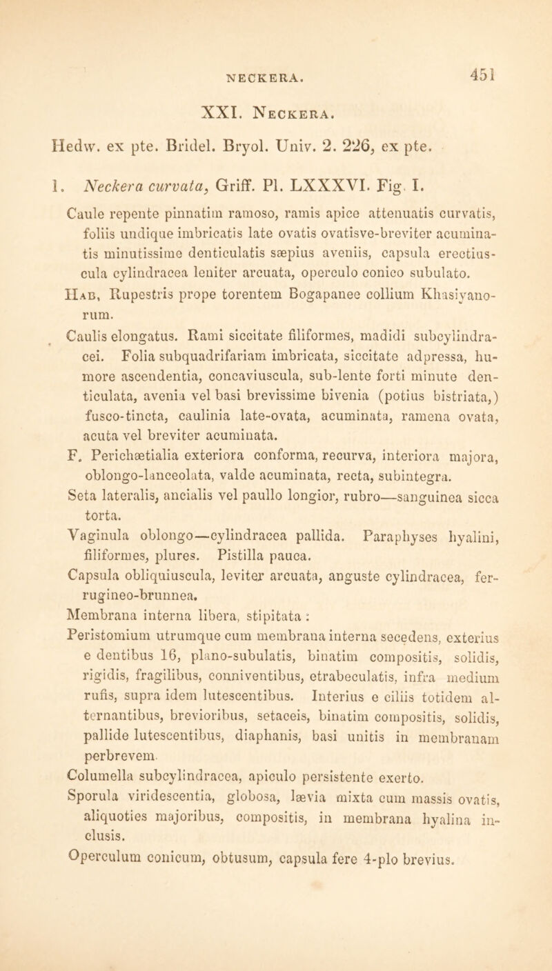 45! XXI. Neckera. Hedw. ex pte. Bridel. Bryol. Univ. 2. 226, ex pte. 1. Neckera curvata, Griff. PI. LXXXYI. Fig. I. Caule repente pinnatim ramoso, ramis apice attenuatis curvatis, foliis undique imbricatis late ovatis ovatisve-breviter acumina- tis minutissime denticulatis saepius aveniis, capsula erectius- cula cylindracea leniter areuata, operculo conico subulato. Had, Rupestris prope torentem Bogapanee collium Khasiyano- rum. Caulis elongatus. Rami siccitate filiformes, madidi subcylindra- cei. Folia subquadrifariam imbricata, siccitate adpressa, hu- more ascendentia, concaviuscula, sub-lente forti minute den- ticulata, avenia vel basi brevissime bivenia (potius bistriata,) fusco-tincta, caulinia late-ovata, acuminata, ramena ovata, acuta vel breviter acuminata. F„ Perichaetialia exteriora conforma, recurva, interiora majora, oblongo-lanceolata, valde acuminata, recta, subintegra. Seta lateralis, ancialis vel paullo longior, rubro—sanguinea sicca torta. Yaginula oblongo—cylindracea pallida. Parapliyses hyalini, filiformes, plures. Pistilla pauca. Capsula obliquiuscula, leviter areuata, anguste cylindracea, fer- rugineo-brunnea. Membrana interna libera, stipitata : Peristomium utrumque cum membrana interna secedens, exterius e dentibus 16, plano-subulatis, binatim compositis, solidis, rigidis, fragilibus, conniventibus, etrabeculatis, infra medium rufis, supra idem lutescentibus. Interius e ciliis totidem al- ternantibus, brevioribus, setaceis, binatim compositis, solidis, pallide lutescentibus, diaphanis, basi unitis in membranam perbrevem. Columella subcylindracea, apiculo persistente exerto. Sporula viridescentia, globosa, laevia mixta cum massis ovatis, aliquoties majoribus, compositis, in membrana hyalina in- clusis. Operculum conicum, obtusum, capsula fere 4-plo brevius.