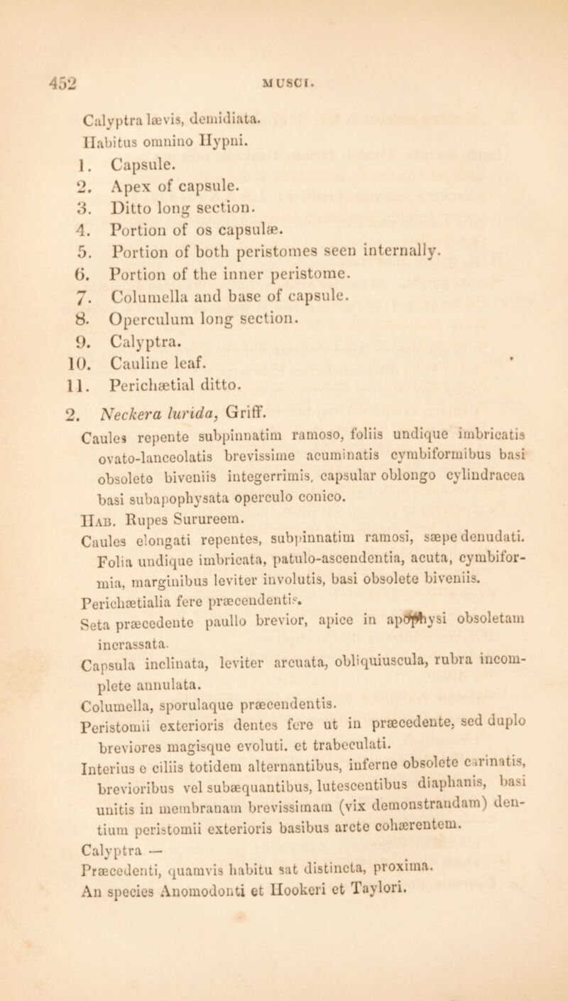 Calyptra laevis, deniidiata. Ilabitus oraniuo Ilypni. 1. Capsule. 2. Apex of capsule. 3. Ditto long section. 4. Portion of os capsulae. 5. Portion of both peristomes seen internally. 6. Portion of the inner peristome. 7- Columella and base of capsule. 8. Operculum long section. 9. Calyptra. 10. Cauline leaf. 11. Perichaetial ditto. 2. Neckera lurid a, Griff. Caules repente subpinnatim ramoso, foliis undique imbricatis ovato-lanceolatis brevissime acuminatis cymbiformibus basi obsolete biveniis integerrimis, capsular oblongo cylindracea basi subapophysata operculo conico. IIab. Rupes Surureem. Caules elongati repentes, subpinnatim ramosi, saepe denudati. Folia undique imbricata, patulo-ascendentia, acuta, cymbifor- mia, marginibus leviter involutis, basi obsolete biveniis. Periclisetialia fere praecendenti?. Seta prcecedente paullo brevior, apice in apctfhysi obsoletam incrassata. Capsula inclinata, leviter arcuata, obliquiuscula, rubra incom- plete annulata. Columella, sporulaque praecendentis. Peristomii exterioris dentes fere ut in praecedente, sed duplo breviores magisque evoluti. et trabcculati. Interius e ciliis totidem alternantibus, inferne obsolete carinatis, brevioribus vel subaequantibus, lutescentibus diapbanis, basi unitis in membranam brevissimarn (vix demonstrandam) den- tium peristomii exterioris basibus arete cobaerentem. Calyptra — Praecedenti, quamvis habitu sat distincta, proxima. An species Anomodonti et llookeri ct Taylori.