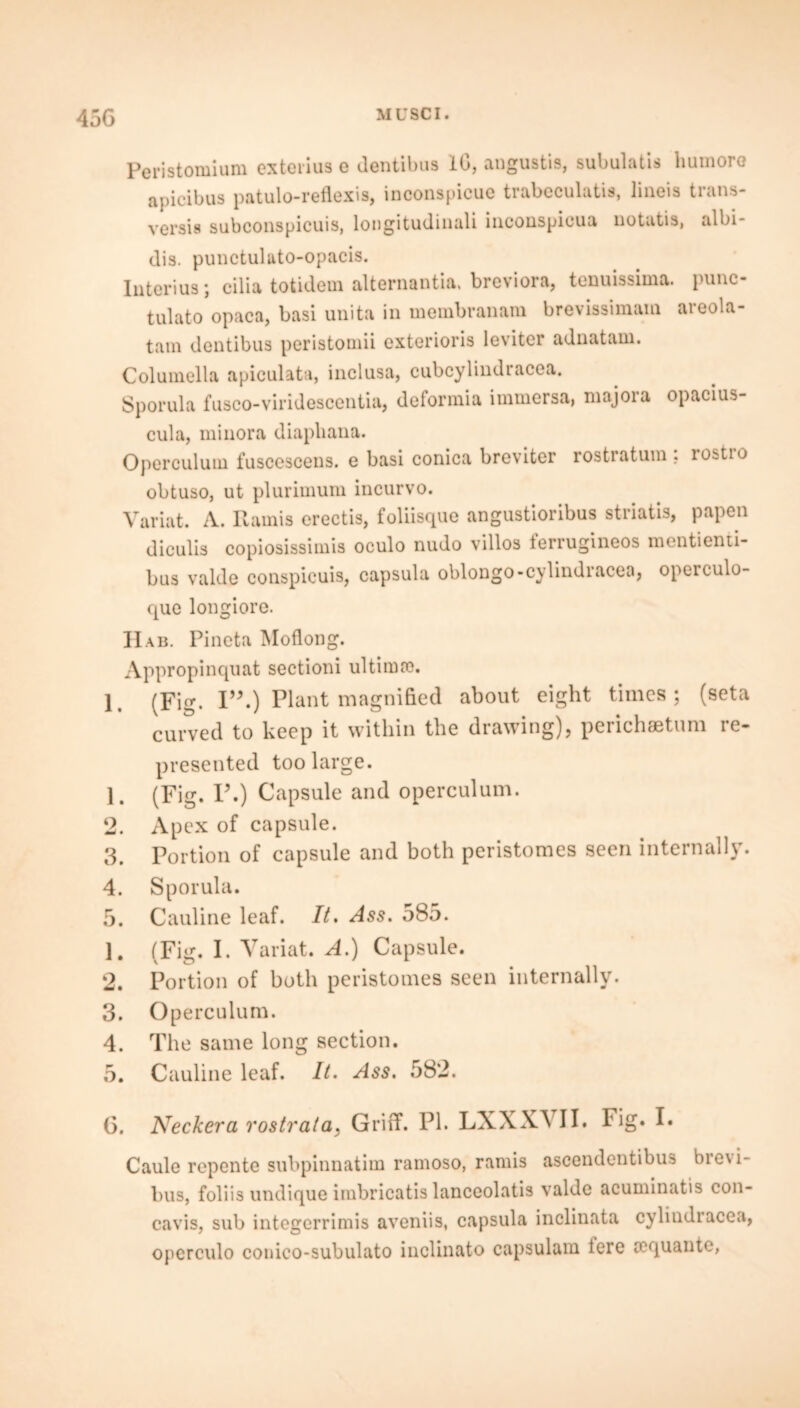 Peristomium exterius e dentibus 10, angustis, subulatis humoro apicibus patulo-reflexis, inconspicue trabeculatis, lineis trans- versts subconspicuis, lougitudinali incouspicua notatis, albi- dis. punctuluto-opacis. Interius; cilia totidem alternantia. breviora, tenuissima. punc- tulato opaca, basi unita in membranam brevissiraam areola- tam dentibus peristomii exterioris leviter adnatam. Columella apiculata, inclusa, cubcyliudiacea. Sporula fusco-viridescentia, deformia immersa, majora opacius- cula, minora diapliana. Operculum fuscescens. e basi conica breviter rostratum: rostio obtuso, ut plurimum incurvo. Variat. A. Ramis erectis, foliisque angustioribus striatis, papen diculis copiosissimis oculo nudo villos ferrugineos mentienti- bus valde conspicuis, capsula oblongo-cylindracea, opeiculo- que longiore. Hab. Pineta Moflong. Appropinquat sectioni ultima?. 1. (Fig. I”.) Plant magnified about eight times; (seta curved to keep it within the drawing), perichsetum re- presented too large. 1. (Fig. I\) Capsule and operculum. 2. Apex of capsule. 3. Portion of capsule and both peristomes seen internally. 4. Sporula. 5. Cauline leaf. It. Ass. 585. 1. (Fig. I. Variat. A.) Capsule. 2. Portion of both peristomes seen internally. 3. Operculum. 4. The same long section. 5. Cauline leaf. It. Ass. 582. G. Neckera rostrata, Griff. PI. LXXXVII. Fig. I. Caule repente subpinnatim ramoso, ramis ascendentibus brevi- bus, foliis undique imbricatis lanceolatis valde acuminatis con- cavis, sub integerrimis aveniis, capsula indinata cyliudracea, opcrculo conico-subulato inclinato capsulam iere ccquante,
