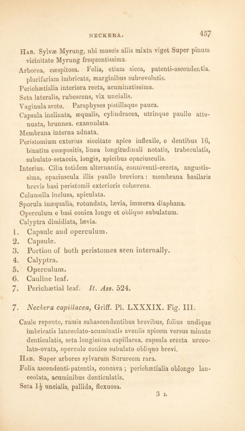 NECKERA. 45/ Hab. Sylvae Myrung, ubi muscis aliis mixta viget Super pinum vicinitate Myrung frequentissima. Arborea, cEespitosa. Folia, etiam sicca, patenti-ascendentia. plurifariam imbricata, marginibus subrevolutis. Pericbsetialia interiora recta, acuminatissima. Seta lateralis, rubescens, vix uncialis. Vaginula arete. Paraphyses pistillaque pauca. Capsula inclinata, aequalis, cylindracea, utrinque paullo atte- nuata, brunnea. exannulata. Membrana interna adnata. Peristomium exterius siccitate apice infiexile, e dentibus 16, binatim compositis, linea longitudinali notatis, trabeculatis, subulatosetaceis, longis, apicibus opaciusculis. Interius. Cilia totidem alternantia, conniventi-erecta, angustis- sima, opaciuscula illis paullo breviora: membrana basilaris brevis basi peristomii exterioris coliaerens. Columella inclusa, apiculata. Sporula insequalia, rotundata, lama, immersa diaphana. Operculum e basi conica longe et oblique subulatum. Calyptra dimidiata, ltevia. 1. Capsule and operculum. 2. Capsule. 3. Portion of both peristomes seen internally. 4. Calyptra. 5. Operculum. 6. Cauline leaf. 7. Perichsetial leaf. It. Ass. 524. 7. Neckera capillacea, Griff. PI. LXXXIX. Fig. III. Caule repente, ramis subascendentibus brevibus, folius undique imbricatis lanceolato-acuminatis aveniis apicem versus minute denticulatis, seta longissima capillacea, capsula erecta urceo* lato-ovata, operculo conico subulato obliquo brevi. Hab. Super arbores sylvarum Sarureem rara. Folia ascendenti-patentia, concava ; perichmtialia oblongo lan- ceolata, acuminibus denticulatis. Seta 1J uncialis, pallida, flexuosa.