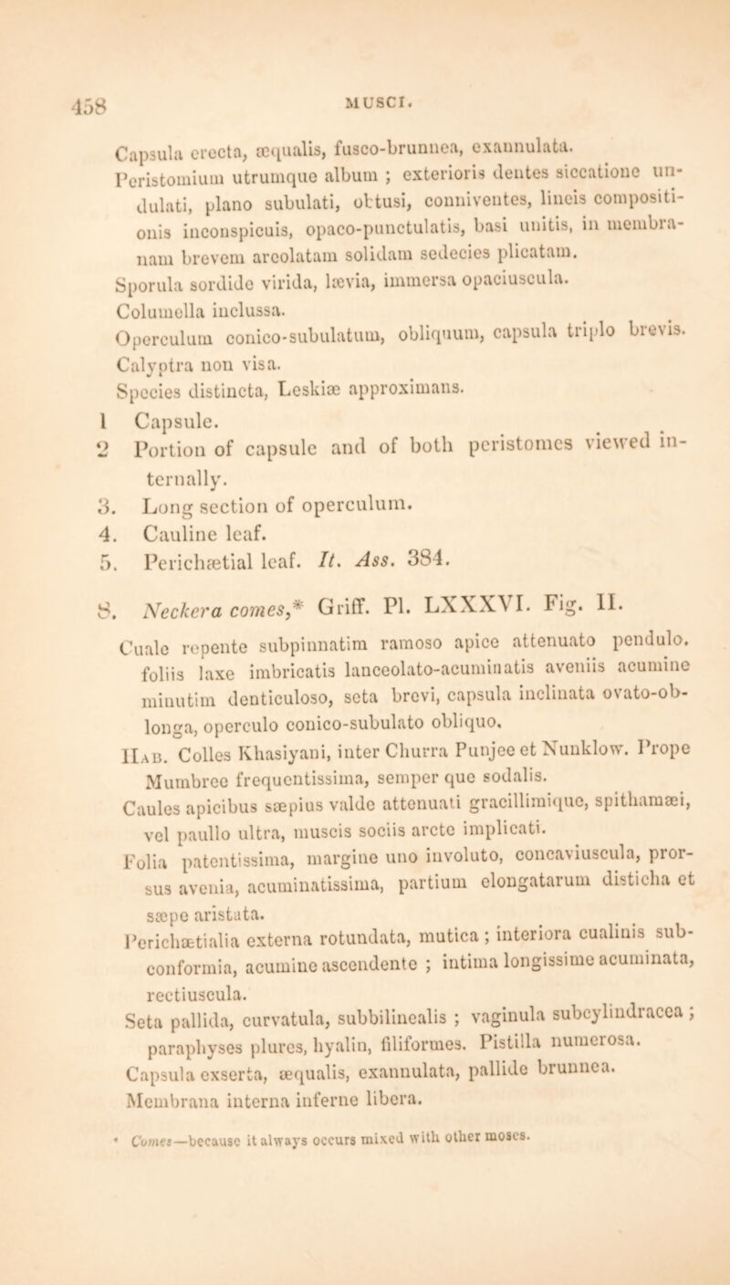 •158 Capsula erect a, gcqualis, fusco-brunnea, exannulata. Peristomium utrumque album ; exterioris dentes siccatione tin* dulati, piano subulati, obtusi, conniventes, lineis compositi- onis ineonspicuis, opaco-punctulatis, basi unitis, in ineinbia- nam brevem areolatam solidam sedecies plicatam. Sporula sordidc virida, ltevia, immersa opaciuscula. Columella inclussa. Operculum conico-subulatum, obliquum, capsula triplo brevis. Calyptra non visa. Species distincta, Leskiae approximans. 1 Capsule. 2 Portion of capsule and of both peristomes viewed in- ternally. 3. Long section of operculum. 4. Cauline leaf. 5. Perichsetial leaf. It. Ass. 384. 8. Neckera comes,* Griff. PI. LXXXVI. Fig. II. Cuale ropente subpinnatim ramoso apice attenuato pendulo. foliis laxe imbricatis lanceolato-acuminatis aveniis acumine minutim denticuloso, seta brevi, capsula inclinata ovato-ob- longa, operculo conico-subulato obliquo, IIab. Colies Khasiyani, inter Churra Punjee et Nunklow. Prope Mumbree frequentissima, semper quo sodalis. Caules apicibus soepius valde attenuati gracillimiquc, spitliamaei, vcl paullo ultra, muscis sociis arete implicati. Folia patentissima, margine uno involuto, conca\iuscula, pioi- sus avenia, acuminatissima, partium elongatarum disticha et ssepe aristata. Perichsetialia externa rotundata, mutica ; interiora cualinis sub- conformia, acumine ascendente ; intima longissime acuminata, rectiuscula. Seta pallida, curvatula, subbilinealis ; vaginula subcylindracea ; parapbyses plures, hyalin, filiformes, Pistilla numerosu. Capsula exserta, sequalis, exannulata, pallide brunnea. Membrana interna inferne libera. • Come*—because it always occurs mixed with otlier moscs.