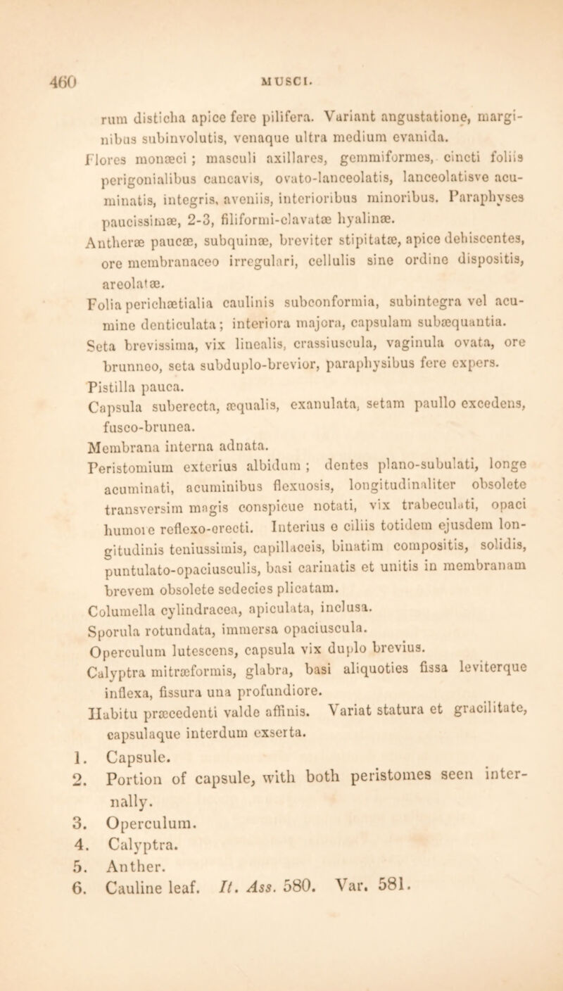 rum disticha a pice fere pilifera. Variant angustatione, margi- nibus subinvolutis, venaque ultra medium evanida. Flores monceci ; masculi axillares, gemmiformes, cincti foliis perigonialibus cancavis, ovato-lanceolatis, lanceolatisve acu- minatis, integris, aveniis, interioribus minoribus. Paraphvses paucissimoe, 2-3, filiformi-clavatae hyalinae. Antheroe paucae, subquinae, breviter stipitatoe, apice debiscentes, ore membranaceo irregulari, cellulis sine ordine dispositis, areolatae. Folia perichoetialia caulinis subconformia, subintegra vel acu- mine denticulata; interiora majora, capsulam subsequantia. Seta breviasima, vix linealis, crassiuscula, vaginula ovata, ore brunnoo, seta subduplo-brevior, parapbysibus fere expers. Pistilla pauca. Capsula suberecta, acqualis, exanulata, setam paullo excedens, fusco-brunea. Membrana interna adnata. Peristomium exterius albidum ; dentes plano-subulati, longe acuminati, acuminibus flexuosis, longitudinaliter obsolete transvorsim magis conspicue notati, vix trabeculati, opaci bumoie reflexo-orecti. Interius o ciliis totidem ejusdem lon- gitudinis teniussimis, capillaceis, binatim compositis, sol id is, puntulato-opaciusculis, basi earinatis et unitis in membranam brevem obsolete sedecies plicatam. Columella cylindracea, apiculata, inclusa. Sporula rotundata, immersa opaciuscula. Operculum lutescens, capsula vix duplo brevius. Calyptra mitroeformis, glabra, basi aliquoties fissa leviterque inflexa, fissura una profundiore. Ilabitu praecedenti valde affinis. Variat statura et gracilitate, capsulaque interdum exserta. 1. Capsule. 2. Portion of capsule, with both peristomes seen inter- nally. 3. Operculum. 4. Calyptra. 5. Anther. 6. Cauline leaf. It. Ass. 580. Var. 581.