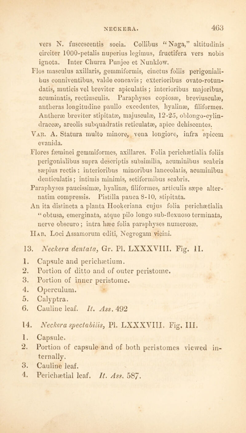 vers N. fusccscentis socia. Collibus 11 Naga,” altitudinis circiter 1000-petalis nuperius legimus, fructifera vers nobis ignota. Inter Churra Punjee et Nunklow. Flos masculus axillaris, gemmiformis, cinctus foliis perigoniali- bus conniventibus, valde concavis ; exterioribus ovato-rotun- datis, muticis vel breviter apiculatis; interioribus majoribus, acuminatis, rectiusculis. Paraphyses copiosae, breviusculae, antlieras longitudine paullo excedentes, hyalinse, filiformes. Antherae breviter stipitatae, majusculae, 12*25, oblongo-cylin- draceae, areolis subquadratis reticulatae, apice dehiscentes. Var. A. Statura multo minore, vena longiore, infra apicem evanida. Flores faeminei gemmiformes, axillares. Folia perichaetialia foliis perigonialibus supra descriptis subsimilia, acuminibus scabris saepius rectis : interioribus miuoribus lanceolatis, acuminibus denticulatis; intimis minimis, setiformibus scabris. Paraphyses paucissimae, hyalinae, filiformes, articulis saepe alter- natim compressis. Pistilla pauca8-10, stipitata. An ita distincta a planta Hookeriana cujus folia perichaetialia “obtusa, emerginata, atque pilo longo sub-flexuoso terminata, nerve obscuro; intra haec folia paraphyses numerosae. IIa b. Loci Assamorum editi, Negrogam v-icini. J3. Neckera dentata, Gr. PL LXXXVIII. Fig. II. 1. Capsule and perichaetium. 2. Portion of ditto and of outer peristome. 3. Portion of inner peristome. 4. Operculum. 5. Calyptra. 6. Cauline leaf. It, Ass, 492 14. Neckera spectabilis, PL LXXXVIII. Fig. III. 1. Capsule. 2. Portion of capsule and of both peristomes viewed in- ternally. 3. Cauline leaf. 4. Perichsetial leaf. It. Ass, 58/.