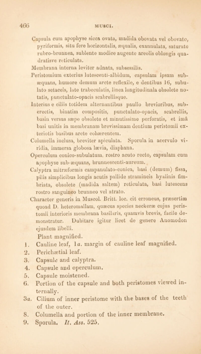 Capsula cum apopliyse sicca ovata, madida obovata vel obovato, pyriformis, situ fere horizontalis, aequalis, exannulata, saturate rubro-brunnea, sublente modice augente areolis oblongis qua- dratisve reticulata. Membrana interna leviter adnata, subsessilis. Peristomiurn exterius lutescenti-albidum, capsulam ipsam sub- aequans, huuiore demum arete reflexile, e dentibus 16, subu- lato setaceis, lute trabeculatis, linea longitudinala obsolete no* tatis, punctulato-opacis scabrellisque. Interius e ciliis totidem alternantibus paullo brevioribus, sub- erectis, binatim compositis, punctulato-opacis, scabrellis, basin versus soepe obsolete et minutissime perforatis, et ima basi unitis in membranam brevissimam dentium peristomii ex- teriotis basibu9 arete cohoerentem. Columella iuclusa, broviter apiculata. Sporula in acervulo vi* ridia, immersa globosa laevia, diapbana. Operculum conico-subulatum, rostro acuto recto, capsulam cum apopliyse sub-aequans, brunnescenti-aureum. Calyptra mitraeformis campanulato-conica, basi (demum) fissa, pilis simplicibus longis acutis pallide stramineis hyalinis fim- briata, obsolete (madida saltern) reticulata, basi lutesceus rostro sanguineo brunneo vel atrato. Character generis in Muscol. Britt, loc. cit ervoneus, proesertim quoad L>. heteromallam, quaecus species neckerae cujus peris- tomii interioris membrana basiluris, quamvis brevis, facile de* monstratur. Uubitare igitur licet de genere Anomodon ejusdem libelli. Plant magnified. 1. Cauline leaf, la. margin of cauline leaf magnified. 2. Perichaetial leaf. 3. Capsule and calyptra. 4. Capsule and operculum. 5. Capsule moistened. 6. Portion of the capsule and both peristomes viewed in- ternally. 3a. Cilium of inner peristome with the bases of the teeth of the outer. 8. Columella and portion of the inner membrane. 9. Sporula, It, Ass, 525.