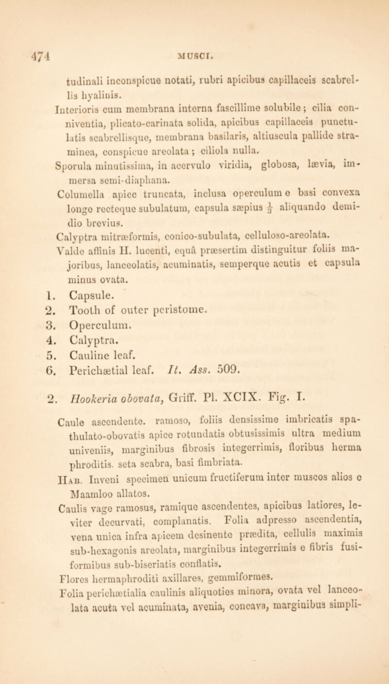 tudinali inconspicue notati, rubri apicibus capillaceis scabrel* lis hyaliuis. Interioris cum membrana interna fascillime solubilc; cilia con- niventia, plicato-carinata solida, apicibus capillaceis punctu- latis scabrellisque, membrana basilaris, altiuscula pallide stra- minea, conspicue areolata; ciliola nulla. Sporula minutissima, in acervulo viridia, globosa, laevia, iin- mersa semi-diapliana. Columella apicc truncata, inclusa operculum e basi convexa longo recteque subulatum, capsula ssepius j aliquando demi- dio brevius. Calyptra mitroeformis, conico-subulata, celluloso-areolata. Valdo affinis II. lucenti, equa prsesertim distinguitur foliis ma* joribus, lanceolatis, acuminatis, semperque acutis et capsula minus ovata. 1. Capsule. 2. Tooth of outer peristome. 3. Operculum. 4. Calyptra, 5. Cauline leaf. 6. Perichaetial leaf. It. Ass. 509. 2. Hookeria obovata} Griff. PI. XCIX. Fig. I. Caule ascendente. ramoso, foliis densissimo imbricatis spa- tlmlato-obovatis apice rotundatis obtusissimis ultra medium univeniis, marginibus fibrosis integerrimis, floribus lierma pbroditis. seta scabra, basi fimbriata. IIab. Inveni specimen unicum fructiferum inter muscos alios e ftJaamloo allatos. Caulis vage ramosus, ramique ascendentes, apicibus latiores, le- viter decurvati, complanatis. Folia adpresso ascendentia, vena unica infra apicem desinentc pr?cdita, cellulis maximis sub-hexagonis areolata, marginibus integerrimis e fibris fusi- formibus sub-biseriatis conflatis. Flores hermaphroditi axillares, gemmiformes. Folia perichsetialia caulinis aliquoties minora, ovata vel lanceo lata acuta vel acuminata, avenia, concava, marginibus simpli-