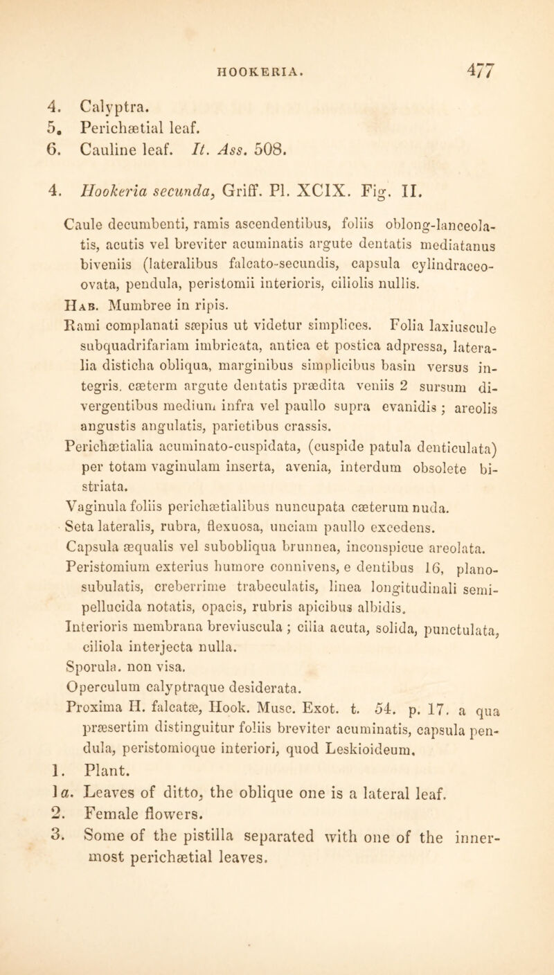 CO to 4. Calyptra. 5. Perichsetial leaf. Caule decumbenti, ramis ascendentibus, foliis oblong-lanceola- tis, acutis vel breviter acuminatis argute dentatis mediatanus biveniis (lateralibus falcato-secundis, capsula cylindraceo- ovata, pendula, peristomii interioris, ciliolis nullis. Has. Mumbree in ripis. Rami complanati sjepius ut videtur simplices. Folia laxiuscule subquadrifariam imbricata, antica et postica adpressa, latera- lia disticba obliqua, marginibus simplicibus basin versus in- tegris. caeterm argute dentatis prcedita veniis 2 sursum di- vergentibus medium infra vel paullo supra evanidis ; areolis angustis angulatis, parietibus crassis. Perichaetialia acuminato-cuspidata, (cuspide patula denticulata) per totam vaginulam inserta, avenia, interdum obsolete bi- striata. Vaginula foliis pericliaetialibus nuncupata caeterum nuda. Seta lateralis, rubra, fiexuosa, unciam paullo excedens. Capsula aequalis vel subobliqua brunnea, inconspicue areolata. Peristomiuin exterius humore connivens, e dentibus 16, plano- subulatis, creberrime trabeculatis, linea longitudinali semi- pellucida notatis, opacis, rubris apicibus albidis. Interioris membrana breviuscula ; cilia acuta, solida, punctulata, ciliola interjecta nulla. Sporula. non visa. Operculum calyptraque desiderata. Proxima H. falcatse, Ilook. Muse. Exot. t. 54. p. 17. a qua pnesertim distinguitur foliis breviter acuminatis, capsula pen- dula, peristornioque interior!, quod Leskioideum, 1. Plant. 1 a. Leaves of ditto, the oblique one is a lateral leaf. Female flowers. . Some of the pistilla separated with one of the inner- most perichsetial leaves.