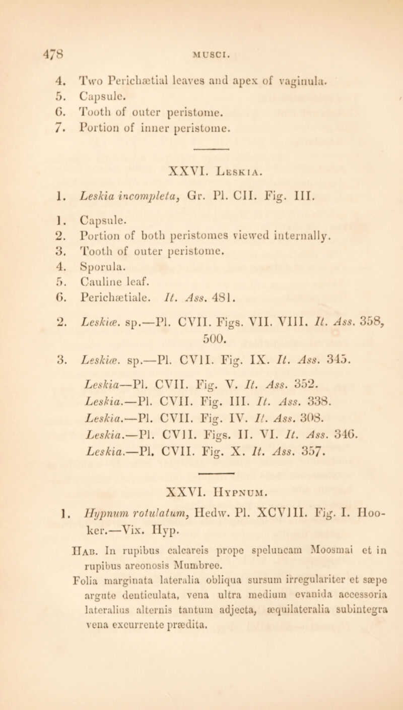 4. Two Perichaetial leaves and apex of vaginula. 5. Capsule. G. Tooth of outer peristome. 7. Portion of inner peristome. XXVI. Leskia. 1. Leskia incomplete!, Gr. PI. ClI. Fig. III. 1. 2. 3. 4. 5. G. +* % Capsule. Portion of both peristomes viewed internally. Tooth of outer peristome. Sporula. Cauline leaf. Perichaetiaie. It. 481. Leskia. sp.—PI. CVII. Figs. VII. VIII. It. Ass. 358, 500. 3. Leskia. sp.—PI. CVII. Fig. IX. It. Ass. 345. Leskia—PI. CVII. Fig. V. It. Ass. 352. Leskia.—PI. CVII. Fig. III. It. Ass. 338. Leskia.—PI. CVII. Fig. IV. It. Ass. 308. Leskia.—PI. CVJI. Figs. II. VI. It. Ass. 34G. Leskia.—PI. CVII. Fig. X. It. Ass. 357. XXVI. IIypnum. 1. Hypnum rotulatum, Hedw. PI. XCV1II. Fig. 1. II 00- ker.—Vix. Hyp. IIab. In rupibus calcareis prope speluncam Moosmai et in rupibus areonosis Mumbree. Folia marginata lateralia obliqua sursum irregulariter et saepe argute denticulata, vena ultra medium evanida accessoria lateralius alternis tantum adjecta, eequilateralia subintegra vena excurrente praedita.