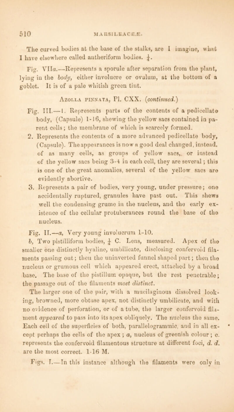 The curved bodies at the base of the stalks, are I imagine, what I have elsewhere called autheriform bodies. Fie:. Vila.—Represents a sporule after separation from the plant, lying in the body, either involucre or ovulum, at the bottom of a goblet. It is of a pale whitish green tint. Azolla pinnata, PI. CXX. (continued.) Fig. III.— l. Represents parts of the contents of a pedicellate body, (Capsule) 1- lG, shewing the yellow sacs contained in pa- rent colls; the membrane of which is scarcely formed. 2. Represents the contents of a more advanced pedicellate body, (Capsule). The appearances is now a good deal changed, instead, of as many cells, as groups of yellow sacs, or instead of the yellow sacs being 3-4 in each cell, they are several; this is one of the great anomalies, several of the yellow sacs are evidently abortive. 3. Represents a pair of bodies, very young, under pressure; one accidentally ruptured, granules have past out. This shews well the condensing grume in the nucleus, and the early ex- istence of the cellular protuberances round the base of the nucleus. Fig. II.—a, Very young involucrum 1-10. 6, Two pistilliform bodies, ^ C. Lens, measured. Apex of the smaller one distinctly hyaline, umbilicate, disclosing confervoid fila- ments passing out; then the uninverted funnel shaped part; then the nucleus or grutnous cell which appeared erect, attached by a broad base. The base of the pistillum opaque, but the rest penetrable; the passage out of the filaments most distinct. The larger one of the pair, with a mucilaginous dissolved look- ing, browned, more obtuse apex, not distinctly umbilicate, and with no evidence of perforation, or of a tube, the larger confervoid fila- ment appeared to pass into its apex obliquely. The nucleus the same. Each cell of the superficies of both, parallelogrammic, and in all ex- cept perhaps the cells of the apex ; a, nuelous of greenish colour ; c. represents the confervoid filamentous structure at different foci, d. d. are the most correct. 1-16 M. Figs. T.—In this instance although the filaments were only in