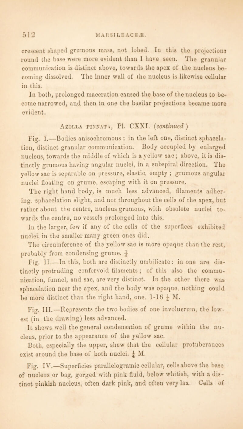 crescent shaped grumous mass, not lobed In this the projections round the base were more evident than I have seen. The granular communication is distinct above, towards the apex of the nucleus be- coming dissolved. The inner wall of ihe nucleus is likewise cellular in this. In both, prolonged maceration caused the base of the nucleus to be- come narrowed, and then in one the basilar projections became more evident. Azolla pinnata, PI. CXXI. (continued) Fig. I.—Bodies anisochromous : in the left one, distinct sphacela- tion, distinct granular communication. Body occupied by enlarged nucleus, towards the middle of which is a yellow sac; above, it is dis- tinctly grumous having angular nuclei, in a subspiral direction. The yellow sac is separable on pressure, elastic, empty ; grumous angular nuclei floating on grume, escaping with it on pressure. The right hand body, is much less advanced, filaments adher- ing. sphacelation slight, and not throughout the cells of the apex, but rather about the centre, nucleus grumous, with obsolete nuclei to- wards the centre, no vessels prolonged into this. In the larger, few if any of the cells of the superfices exhibited nuclei, in the smaller many green ones did. The circumference of the yellow sac is more opaque than the rest, probably from condensing grume. ;J- Fig. II. — In this, both are distinctly umbilicate: in one are dis- tinctly protruding confervoid filaments; of this also the commu- nication, funnel, and sac, are verj distinct. In the other there was sphacelation near the apex, and the body was opaque, nothing could be more distinct than the right hand, one. 1-16 ^ M. Fig. III.—Represents the two bodies of one involucrum, the low- est (in the drawing) less advanced. It shews well the general condensation of grume within the nu- cleus, prior to the appearance of the yellow sac. Both, especially the upper, shew that the cellular protuberances exist around the base of both nuclei. ^ M. Fig. IV.—Superficies parallelogramic cellular, cells above the base of nucleus or bag, gorged with pink fluid, below whitish, with a dis- tinct pinkish nucleus, often dark pink, and often very lax. Cells of