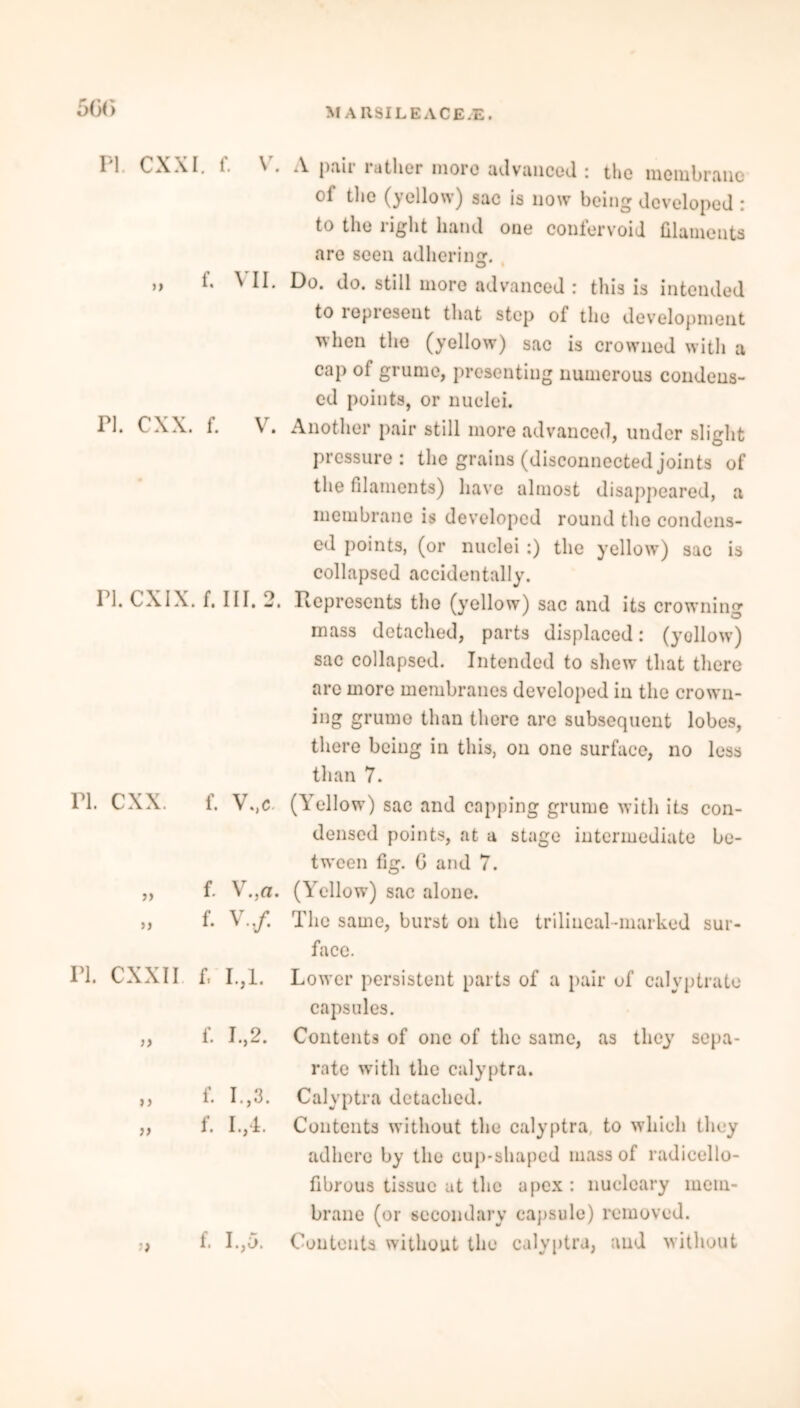 5G(> PI. CXXI. f. V7. )> f. VII. PI. CXX. f. V. PI. CXIX.f. HI. 2. PI. CXX. f. V.,c. f« V, j(T • » {. V./. n. cxxii r, i.,i. „ {. I.,2. „ f. I.,3. „ f. I.,4. ’) !• D,5. A pair rather more advanced : the membrane of the (yellow) sac is now being developed : to the right hand one confervoid filaments are seen adhering. O • Do. do. still more advanced : this is intended to represent that step of the development when the (yellow) sac is crowned with a cap of grume, presenting numerous condens- ed points, or nuclei. Another pair still more advanced, under slight pressure: the grains (disconnected joints of the filaments) have almost disappeared, a membrane is developed round the condens- ed points, (or nuclei:) the yellow) sac is collapsed accidentally. Represents the (yellow) sac and its crowning mass detached, parts displaced: (yellow1) sac collapsed. Intended to shew that there arc more membranes developed in the crown- ing grume than there are subsequent lobes, there being in this, on one surface, no less than 7. (Yellow) sac and capping grume with its con- densed points, at a stage intermediate be- tween fig. G and 7. (Yellow) sac alone. The same, burst on the trilineal-marked sur- face. Lower persistent parts of a pair of calyptrato capsules. Contents of one of the same, as they sepa- rate with the calyptra. Calyptra detached. Contents without the calyptra to which they adhere by the cup-shaped mass of radicello- fibrous tissue at the apex : nucleary mem- brane (or secondary capsule) removed. Contents without the calyptra, and without