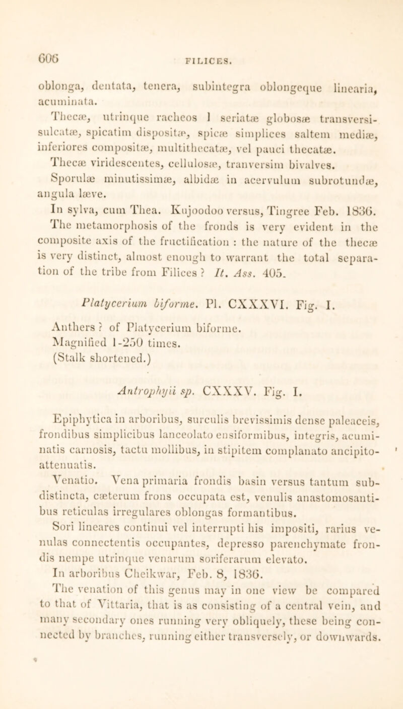 GOG oblonga, dentata, tenera, subintegra oblongeque lincaria, acuminata. Thecae, utrinque rachcos 1 seriatae globosae transversi- sulcat®, spicatim dispositaq spicfe simplices saltern mediae, inferiores composite, multithecatae, vel pauci thecatae. Thecae viridescentes, cellulosae, Sporulae minutissimae, albidae angula laeve. tranversim bivalves, in acervulum subrotundae, In sylva, cum Thea. Kujoodoo versus, Tingree Feb. 1830. 1 he metamorphosis of the fronds is very evident in the composite axis of the fructification : the nature of the thecae is very distinct, almost enough to warrant the total separa- tion of the tribe from Filices ? It. Ass. 405. Platycerium biforme. PI. CXXXVI. Fi°\ I. Anthers ? of Platycerium biforme. Magnified 1-250 times. (Stalk shortened.) Antrophyii sp. CXXXV. Fig. I. Epiphytica in arboribus, surculis brevissimis dense paleaceis, frondibus simplicibus lanceolato ensiformibus, integris, acumi- natis carnosis, tactu mollibus, in stipitem complanato ancipito- ' attenuatis. Venatio. Vena primaria frondis basin versus tantum sub- distincta, caeterum frons occupata est, venulis anastomosanti- bus reticulas irregulares oblongas formantibus. Sori lineares continui vel interrupti liis impositi, rarius ve- nulas connectentis occupantes, depresso parenchymate fron- dis nempe utrinque venarum soriferarum elevato. In arboribus Cheikwar, Fel). 8, 1836. The venation of this genus may in one view be compared to that of A ittaria, that is as consisting of a central vein, and many secondary ones running very obliquely, these being con- nected by branches, running either transversely, or downwards.