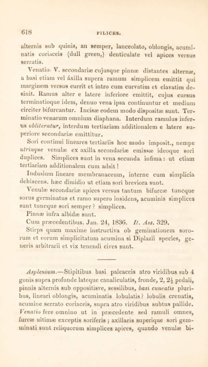 alternis sub quinis, an semper, lanceolate, oblongis, acumi- natis coriaceis (dull green,) denticulate vel apices versus serratis. Venatio. V. secondariae cujusque pinnae distantes alternae, a basi etiam vel axilla supera ramum simplicem emittit qui marginem versus currit et intro cum curvatim et clavatim de- sinit. Ramus alter e latere inferiore emittit, cujus cursus terminatioque idem, denuo vena ipsa continuntur et medium circiter bifurcantur. Incisae eodem modo dispositae sunt. Ter- minatio venarum omnium diaphana. Interdum ramulus infer- us obliteratur, interdum tertiariam additionalem e latere su- periore secondariae emittitur. Sori continui lineares tertiariis lioc modo imposit., nempe utrinque venulae ex axilla secondariae etnissae ideoque sori duplices. Simplices sunt in vena secunda infima : ut etiam tertiariam additionalem cum adsit! Indusium lineare membranaceum, interne cum simplicia dehiscens. haec dimidio ut etiam sori breviora sunt. Yenulae secondarife apices versus tantum bifurcae tuneque sorus germinatus et rarao supero insidens, acuminis simplices sunt tuneque sori semper? simplices. Pinnae infra albid;e sunt. Cum praecedentibus. Jan. 24, 1836. It. Ass. 329. Stirps quam maxime instructiva ob geminationem soro- rum et eorum simplicitatum acumina si Diplazii species, ge- neris arbitrarii et vix tenendi cives sunt. Asplenium. — Stipitibus basi paleaceis atro viridibus sub 4 gonis supra profunde lateque canaliculatis, fronde, 2, 2J pedali, pinnis alternis sub oppositisve, sessilibus, basi cuneatis pluri- bus, lineari oblongis, acuminatis lobulatis? lobulis crenatis, acumine serrato coriaceis, supra atro viridibus subtus pallide. \renatio fere omnino ut in praecedente sed ramuli omnes, furc® ultimae exceptis soriferis ; axillaris superique sori gem- minati sunt reliquorum simplices apices, quando venulae bi-