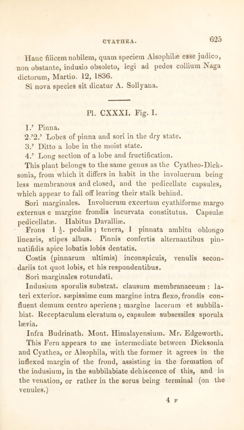 CYATHEA. Hanc filicem nobilem, quam speciem Alsophilae esse judico, non obstante, indusio obsoleto, legi ad pedes collium Naga dictorum, Martio. 12, 1836. Si nova species sit dicatur A. Solly ana. PI. CXXXI. Fig. I. 1/ Pinna. 2.’2.’ Lobes of pinna and sori in the dry state. 3/ Ditto a lobe in the moist state. 4/ Long section of a lobe and fructification. This plant belongs to the same genus as the Cyatheo-Dick- sonia, from which it differs in habit in the involucrum being less membranous and closed, and the pedicellate capsules, which appear to fall off leaving their stalk behind. Sori marginales. Involucrum excertum cyathiforme margo externus e margine frondis incurvata constitutus. Capsulae pedicellate. Habitus Davallie. Frons 1 |. pedalis; tenera, 1 pinnata ambitu oblongo linearis, stipes albus. Pinnis confertis alternantibus pin- natifidis apice lobatis lobis dentatis. Costis (pinnarum ultimis) inconspicuis, venulis secon- dariis tot quot lobis, et his respondentibus. Sori marginales rotundati. Indusium sporulis substrat. clausum membranaceum : la- teri exterior, sepissime cum margine intra flexo, frondis con- fluent demum centro aperiens ; margine lacerum et subbila- biat. Receptaculum elevatum o, capsulee subsessiles sporula laevia. Infra Budrinath. Mont. Himalayensium. Mr. Edgeworth. This Fern appears to me intermediate between Dicksonia and Cyathea, or Alsophila, with the former it agrees in the inflexed margin of the frond, assisting in the formation of the indusium, in the subbilabiate dehiscence of this, and in the venation, or rather in the sorus being terminal (on the venules.) 4 F