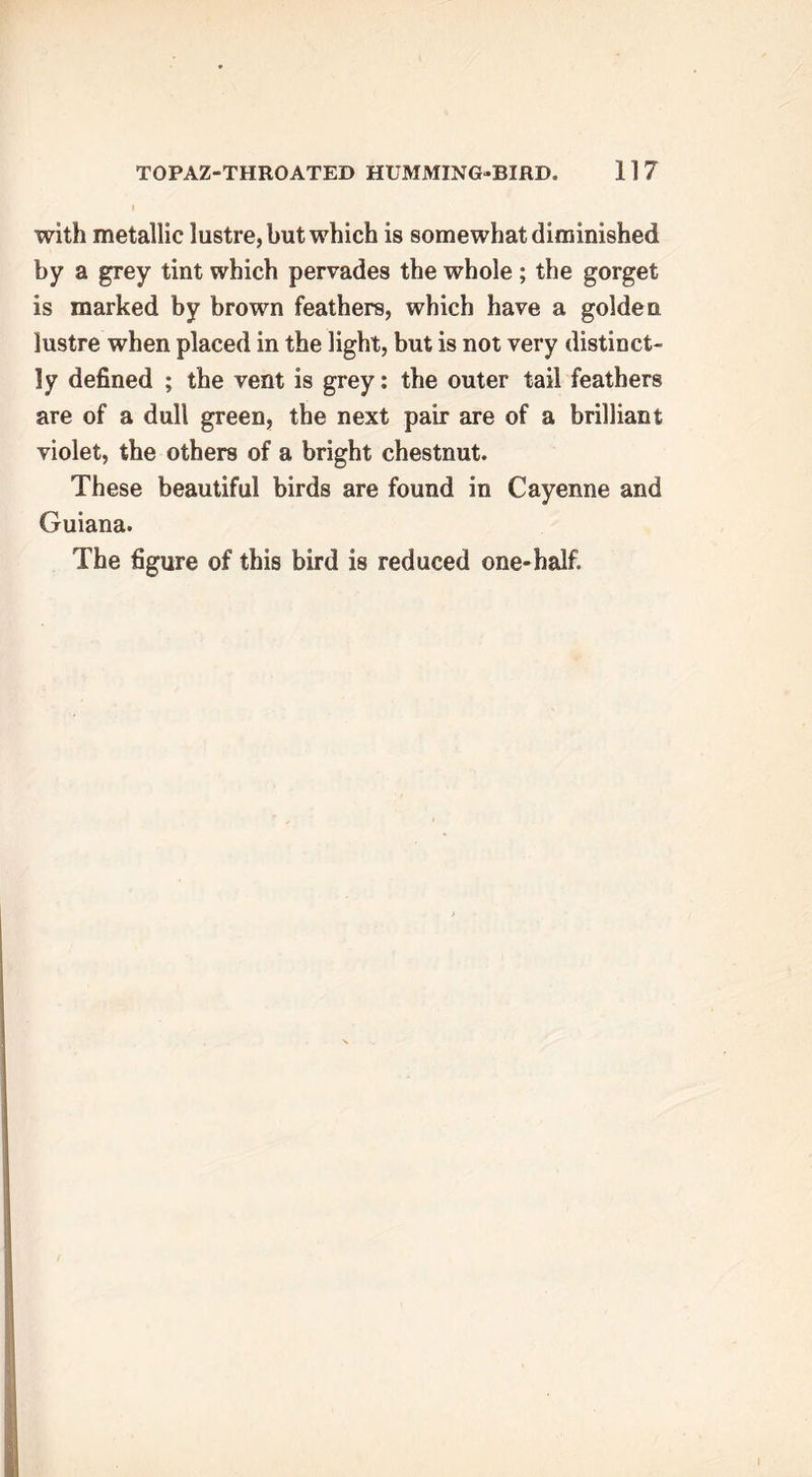 with metallic lustre, but which is somewhat diminished by a grey tint which pervades the whole ; the gorget is marked by brown feathers, which have a golden lustre when placed in the light, but is not very distinct- ly defined ; the vent is grey: the outer tail feathers are of a dull green, the next pair are of a brilliant violet, the others of a bright chestnut. These beautiful birds are found in Cayenne and Guiana. The figure of this bird is reduced one-half.