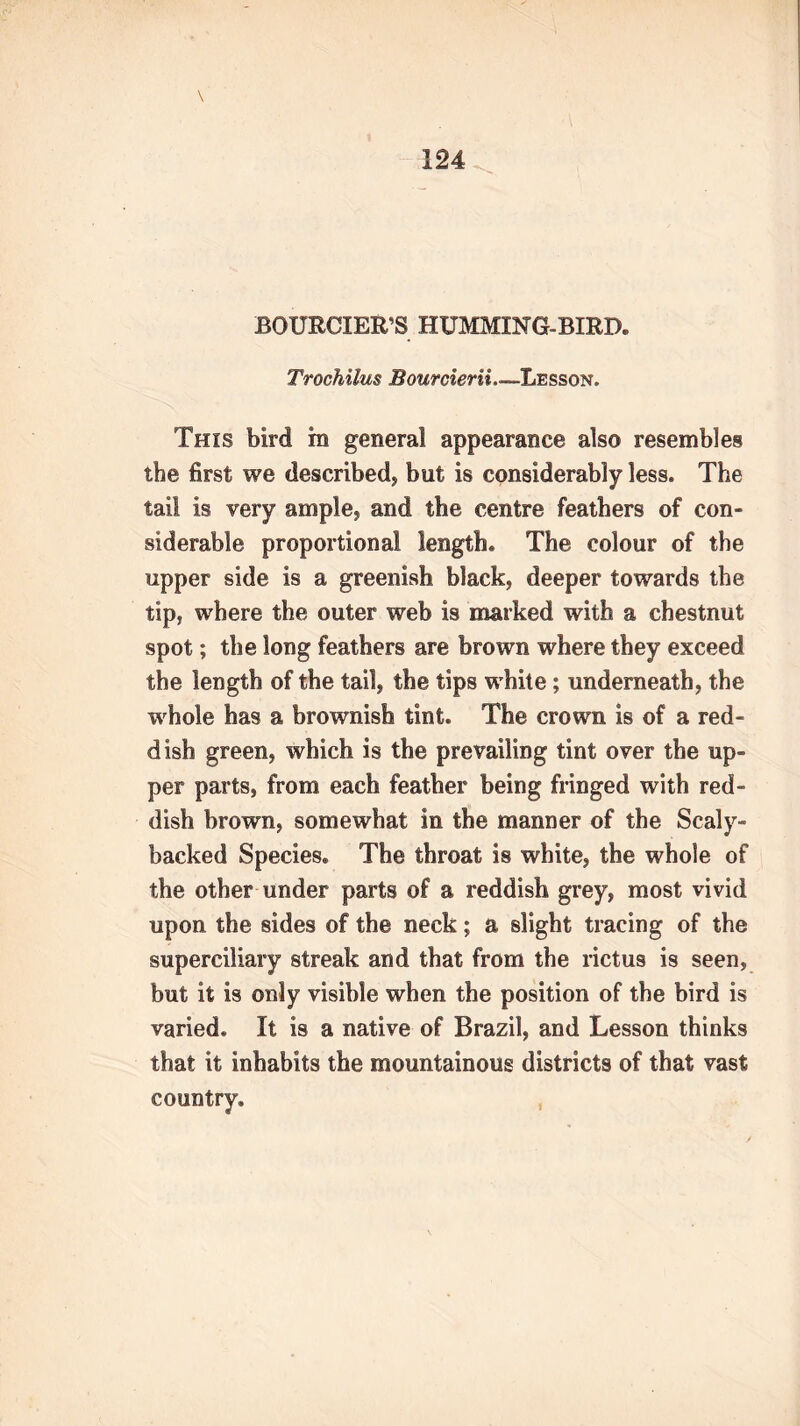 \ BOURGIEirS HUMMING-BIRD. Trochilus Bourcierii.—Lesson. This bird m general appearance also resembles tbe first we described, but is considerably less. The tail is very ample, and the centre feathers of con- siderable proportional length. The colour of the upper side is a greenish black, deeper towards the tip, where the outer web is marked with a chestnut spot; the long feathers are brown where they exceed the length of the tail, the tips white; underneath, the wrhole has a brownish tint. The crown is of a red- dish green, which is the prevailing tint over the up- per parts, from each feather being fringed with red- dish brown, somewhat in the manner of the Scaly- backed Species. The throat is white, the whole of the other under parts of a reddish grey, most vivid upon the sides of the neck; a slight tracing of the superciliary streak and that from the rictus is seen, but it is only visible when the position of the bird is varied. It is a native of Brazil, and Lesson thinks that it inhabits the mountainous districts of that vast country.