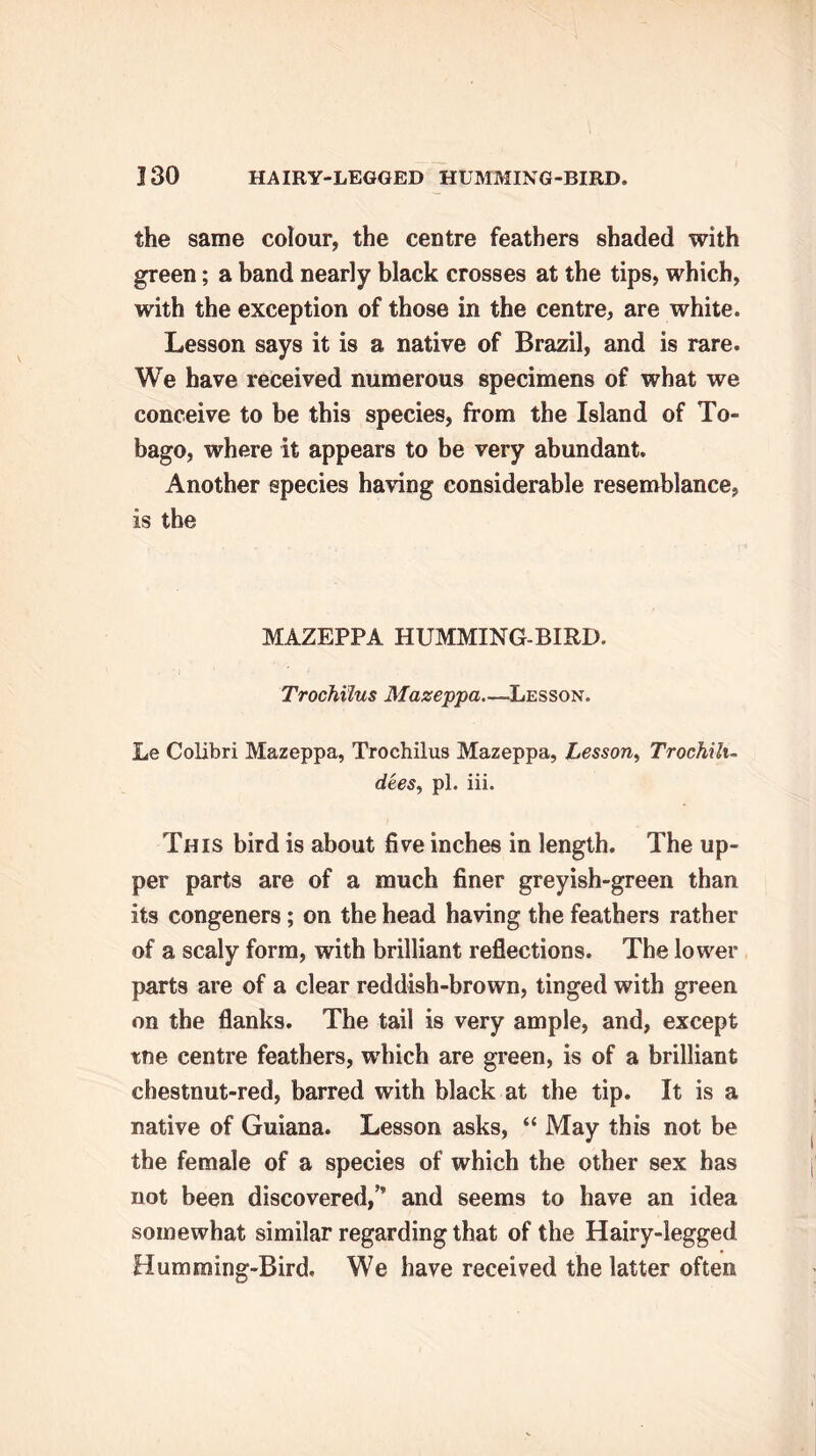 the same colour, the centre feathers shaded with green; a band nearly black crosses at the tips, which, with the exception of those in the centre, are white. Lesson says it is a native of Brazil, and is rare. We have received numerous specimens of what we conceive to be this species, from the Island of To- bago, where it appears to be very abundant. Another species having considerable resemblance, is the MAZEPPA HUMMING-BIRD. Trochxlus Mazeppa -Lesson. Le Colibri Mazeppa, Trochilus Mazeppa, Lesson, Trochih- dtes, pi. iii. This bird is about five inches in length. The up- per parts are of a much finer greyish-green than its congeners; on the head having the feathers rather of a scaly form, with brilliant reflections. The lower parts are of a clear reddish-brown, tinged with green on the flanks. The tail is very ample, and, except tne centre feathers, which are green, is of a brilliant chestnut-red, barred with black at the tip. It is a native of Guiana. Lesson asks, “ May this not be the female of a species of which the other sex has not been discovered,” and seems to have an idea somewhat similar regarding that of the Hairy-legged Humming-Bird. We have received the latter often