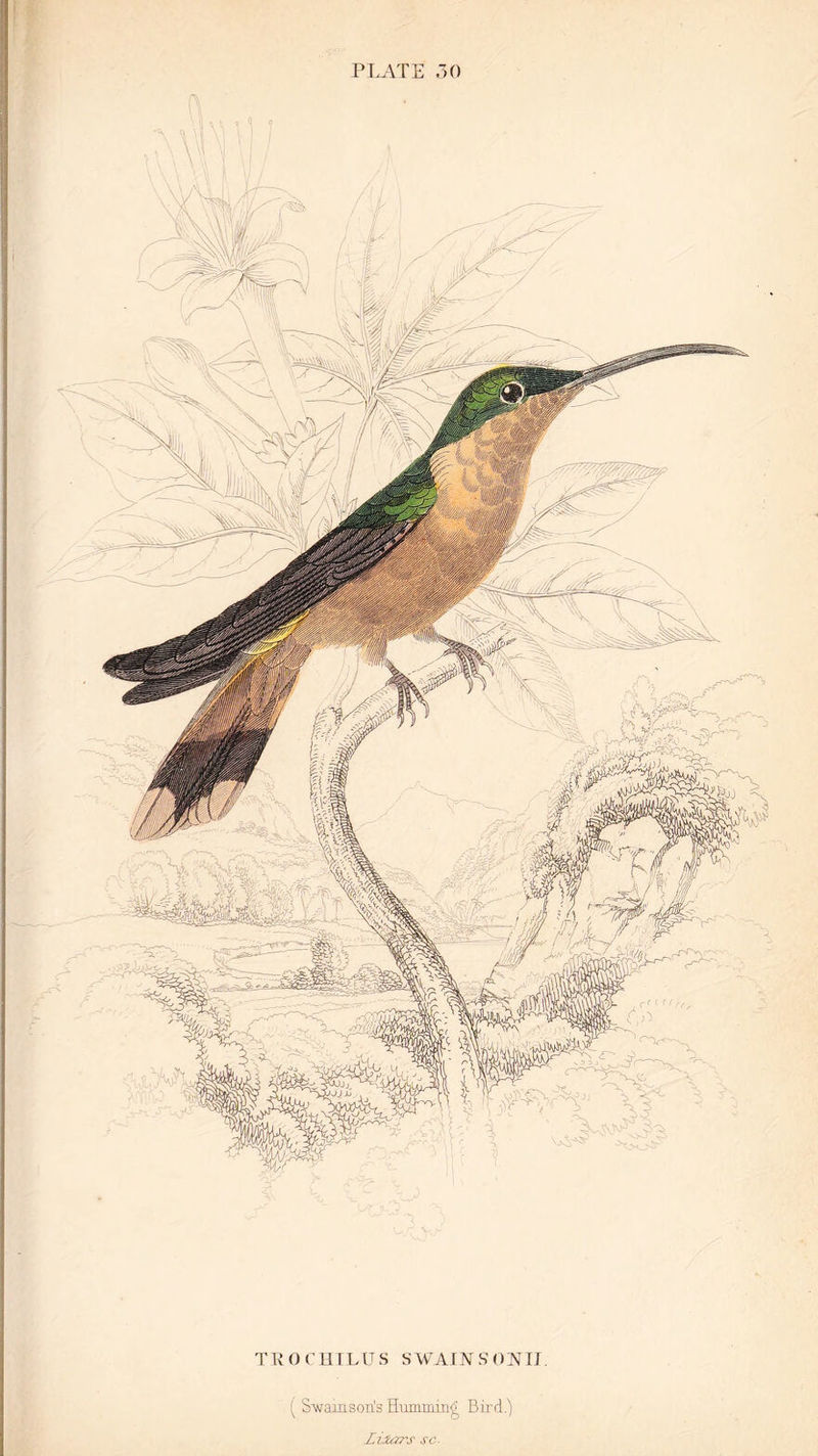 PLATE 30 TROCHILUS SWAINSONIJ ( Swamson's Humming Bird.) Lixars sc.