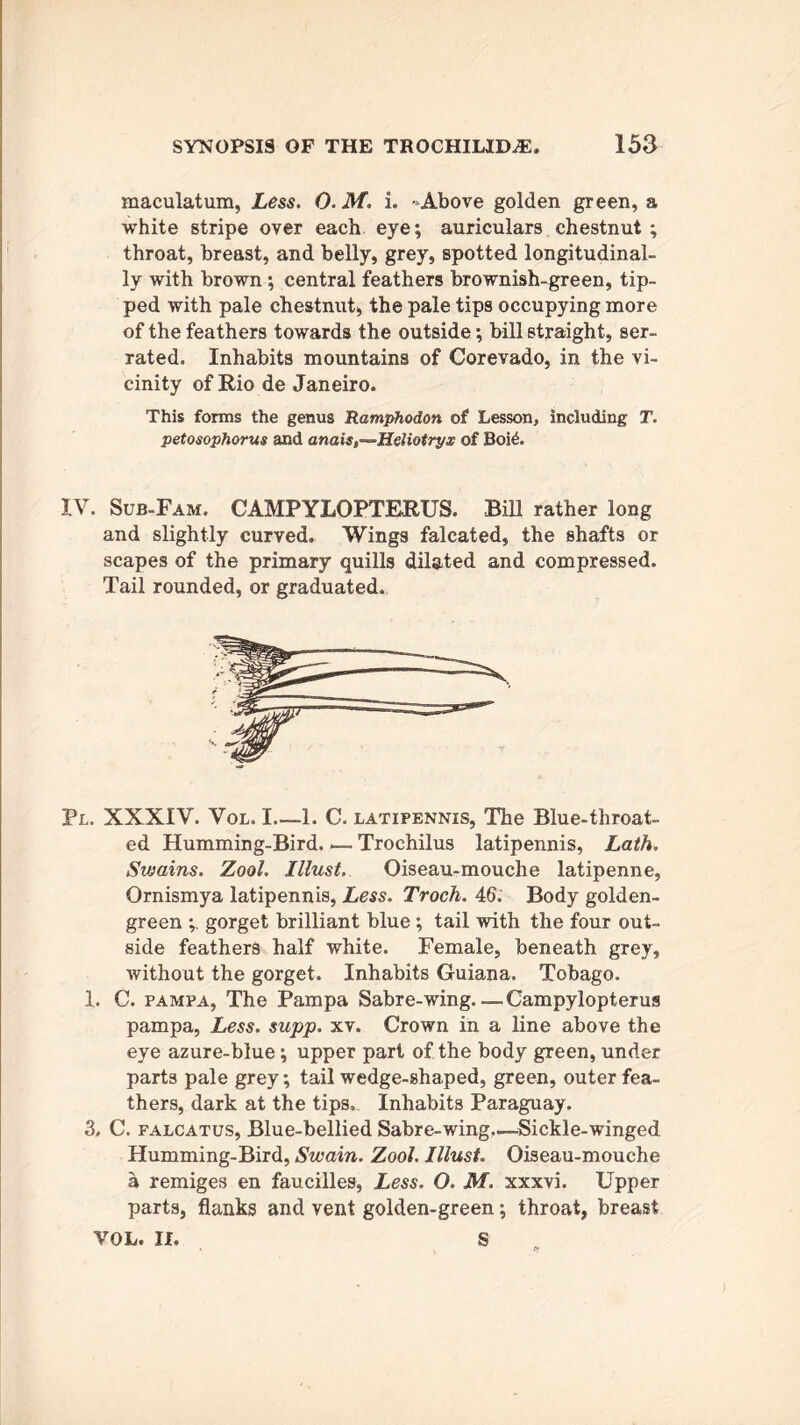 maculatum, Less. O.M. i. - Above golden green, a white stripe over each eye; auriculars chestnut ; throat, breast, and belly, grey, spotted longitudinal- ly with brown; central feathers brownish-green, tip- ped with pale chestnut* the pale tips occupying more of the feathers towards the outside; bill straight, ser- rated. Inhabits mountains of Corevado, in the vi- cinity of Rio de Janeiro. This forms the genus Ramphodon of Lesson, including T. petosophorus and anais,—~H$Iiotryx of Boi£. IV. Sub-Fam. CAMPYLOPTERUS. Bill rather long and slightly curved. Wings falcated, the shafts or scapes of the primary quills dilated and compressed. Tail rounded, or graduated. Pl. XXXIV. Vol. I—1. C. latipennis, The Blue-throat- ed Humming-Bird Trochilus latipennis, Lath. Swains. Zool. Illust. Oiseau-mouche latipenne, Ornismya latipennis, Less. Troch. 46. Body golden- green gorget brilliant blue; tail with the four out- side feathers half white. Female, beneath grey, without the gorget. Inhabits Guiana, Tobago. 1. C. pampa, The Pampa Sabre-wing. —-Campylopterus pampa, Less. supp. xv. Crown in a line above the eye azure-blue; upper part of the body green, under parts pale grey; tail wedge-shaped, green, outer fea- thers, dark at the tips. Inhabits Paraguay. 3. C. falcatus, Blue-bellied Sabre-wing.—Sickle-winged Humming-Bird, Swain. Zool. Illust. Oiseau-mouche a remiges en faucilles, Less. O. M. xxxvi. Upper parts, flanks and vent golden-green; throat, breast VOL. II. S