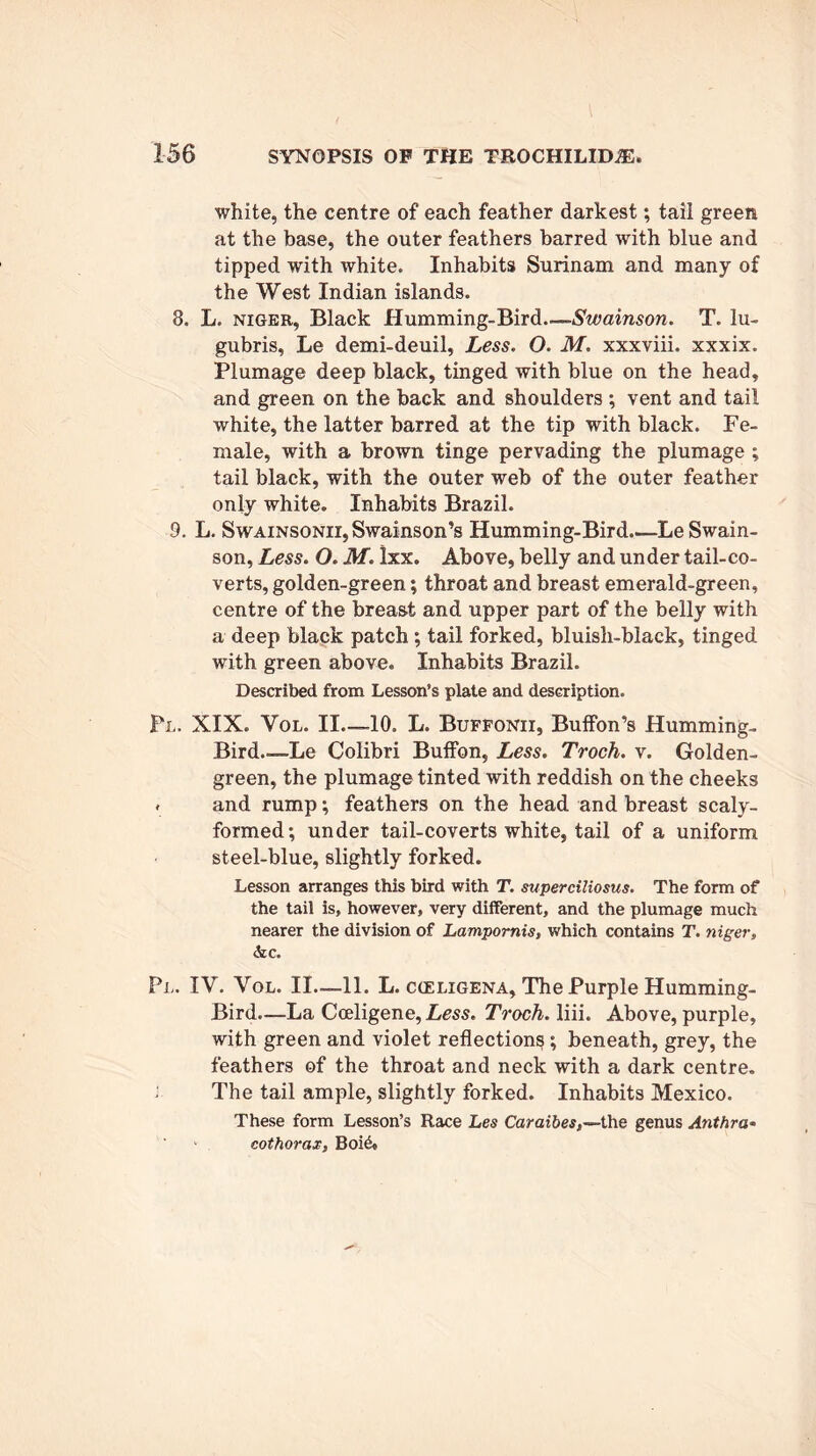 white, the centre of each feather darkest; tail green at the base, the outer feathers barred with blue and tipped with white. Inhabits Surinam and many of the West Indian islands. 8. L. niger, Black Humming-Bird.— Swainson. T. lu- gubris, Le demi-deuil. Less. O. M. xxxviii. xxxix. Plumage deep black, tinged with blue on the head, and green on the back and shoulders ; vent and tail white, the latter barred at the tip with black. Fe- male, with a brown tinge pervading the plumage ; tail black, with the outer web of the outer feather only white. Inhabits Brazil. 9. L. SwAiNSONiijSwainson’s Humming-Bird—Le Swain- son, Less. O. M. ixx. Above, belly and under tail-co- verts, golden-green; throat and breast emerald-green, centre of the breast and upper part of the belly with a deep black patch; tail forked, bluish-black, tinged with green above. Inhabits Brazil. Described from Lesson’s plate and description. Pl. XIX. Vol. II—10. L. Buffonii, Buffon’s Humming- Bird—Le Colibri BufFon, Less. Troch. v. Golden- green, the plumage tinted with reddish on the cheeks * and rump; feathers on the head and breast scaly- formed; under tail-coverts white, tail of a uniform steel-blue, slightly forked. Lesson arranges this bird with T. superciliosus. The form of the tail is, however, very different, and the plumage much nearer the division of Lampornis, which contains T. niger, &c. Pl. IV. Vol. II—11. L. cieligena. The Purple Humming- Bird—La Cceligene, Less. Troch. liii. Above, purple, with green and violet reflections; beneath, grey, the feathers of the throat and neck with a dark centre, i The tail ample, slightly forked. Inhabits Mexico. These form Lesson’s Race Les Caraibes,—the genus Anthra- cothorax, Boi&