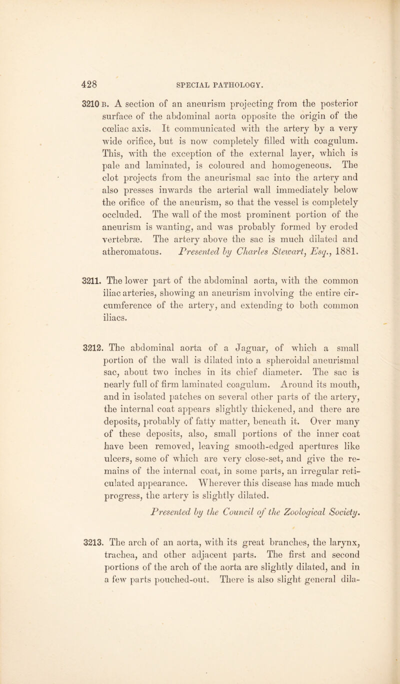 3210 b. A section of an aneurism projecting from the posterior surface of the abdominal aorta opposite the origin of the coeliac axis. It communicated with the artery by a very wide orifice, hut is now completely filled with coagulum. This, with the exception of the external layer, which is pale and laminated, is coloured and homogeneous. The clot projects from the aneurismal sac into the artery and also presses inwards the arterial wall immediately below the orifice of the aneurism, so that the vessel is completely occluded. The wall of the most prominent portion of the aneurism is wanting, and was probably formed by eroded vertebrae. The artery above the sac is much dilated and atheromatous. Presented by Charles Stewart, Esq., 1881. 3211. The lower part of the abdominal aorta, with the common iliac arteries, showing an aneurism involving the entire cir¬ cumference of the artery, and extending to both common iliacs. 3212. The abdominal aorta of a Jaguar, of which a small portion of the wall is dilated into a spheroidal aneurismal sac, about two inches in its chief diameter. The sac is nearly full of firm laminated coagulum. Around its mouth, and in isolated patches on several other parts of the artery, the internal coat appears slightly thickened, and there are deposits, probably of fatty matter, beneath it. Over many of these deposits, also, small portions of the inner coat have been removed, leaving smooth-edged apertures like ulcers, some of which are very close-set, and give the re¬ mains of the internal coat, in some parts, an irregular reti¬ culated appearance. Wherever this disease has made much progress, the artery is slightly dilated. Presented by the Council of the Zoological Society. 3213. The arch of an aorta, with its great branches, the larynx, trachea, and other adjacent parts. The first and second portions of the arch of the aorta are slightly dilated, and in a few parts pouclied-out. There is also slight general dila-