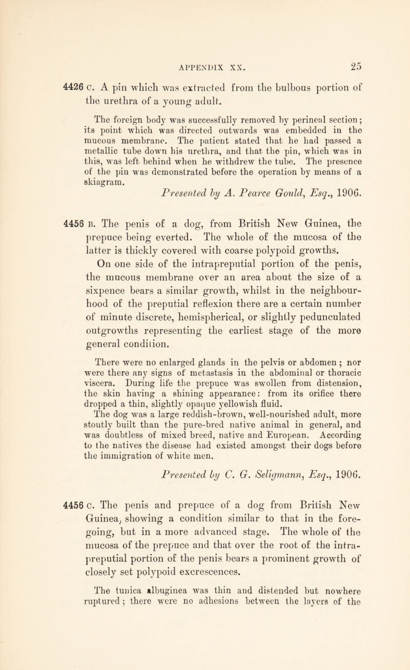 4426 c. A pin which was extracted from the bulbous portion of the urethra of a young adult. The foreign body was successfully removed by perineal section; its point which was directed outwards was embedded in the mucous membrane. The patient stated that he had passed a metallic tube down his urethra, and that the pin, which wTas in this, was left behind when he withdrew the tube. The presence of the pin was demonstrated before the operation by means of a skiagram. Presented by A. Pearce Gould, Esq., 1906. 4458 B. The penis of a dog, from British New Guinea, the prepuce being everted. The whole of the mucosa of the latter is thickly covered with coarse polypoid growths. On one side of the intrapreputial portion of the penis, the mucous membrane over an area about the size of a sixpence bears a similar growth, whilst in the neighbour¬ hood of the preputial reflexion there are a certain number of minute discrete, hemispherical, or slightly pedunculated outgrowths representing the earliest stage of the more general condition. There were no enlarged glands in the pelvis or abdomen; nor were there any signs of metastasis in the abdominal or thoracic viscera. During life the prepuce was swollen from distension, the skin having a shining appearance: from its orifice there dropped a thin, slightly opaque yellowish fluid. The dog was a large reddish-brown, well-nourished adult, more stoutly built than the pure-bred native animal in general, and was doubtless of mixed breed, native and European. According to the natives the disease had existed amongst their dogs before the immigration of white men. Presented by C. G. Seligmann, Esq., 1906. 4456 c. The penis and prepuce of a dog from British New Guinea, showing a condition similar to that in the fore¬ going, but in a more advanced stage. The whole of the mucosa of the prepuce and that over the root of the intra¬ preputial portion of the penis bears a prominent growth of closely set polypoid excrescences. The tunica albuginea was thin and distended but nowhere ruptured ; there wrere no adhesions between the layers of the