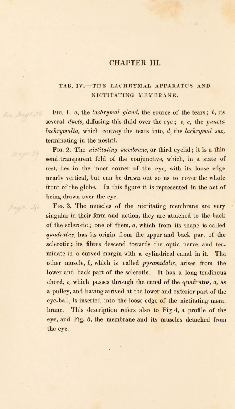TA13. IV.—THE LACHRYMAL APPARATUS AND NICTITATING MEMBRANE. Fig. 1. a, the lachrymal gland, the source of the tears; h, its several ducts, diffusing this fluid over the eye; c, c, the puncta lachrymalia, which convey the tears into, d, the lachrymal sac, terminating in the nostril. Fig. 2. The nictitating membrane, or third eyelid; it is a thin semi-transparent fold of the conjunctive, which, in a state of rest, lies in the inner corner of the eye, with its loose edge nearly vertical, but can be drawn out so as to cover the whole front of the globe. In this figure it is represented in the act of being drawn over the eye. Fig. 3. The muscles of the nictitating membrane are very singular in their form and action, they are attached to the back of the sclerotic; one of them, a, which from its shape is called quadratus, has its origin from the upper and back part of the sclerotic; its fibres descend towards the optic nerve, and ter¬ minate in a curved margin with a cylindrical canal in it. The other muscle, b, which is called pyramidal is, arises from the lower and back part of the sclerotic. It has a long tendinous chord, c, which passes through the canal of the quadratus, a, as a pulley, and having arrived at the lower and exterior part of the eye-ball, is inserted into the loose edge of the nictitating mem¬ brane. This description refers also to Fig 4, a profile of the eye, and Fig. 5, the membrane and its muscles detached from the eye.