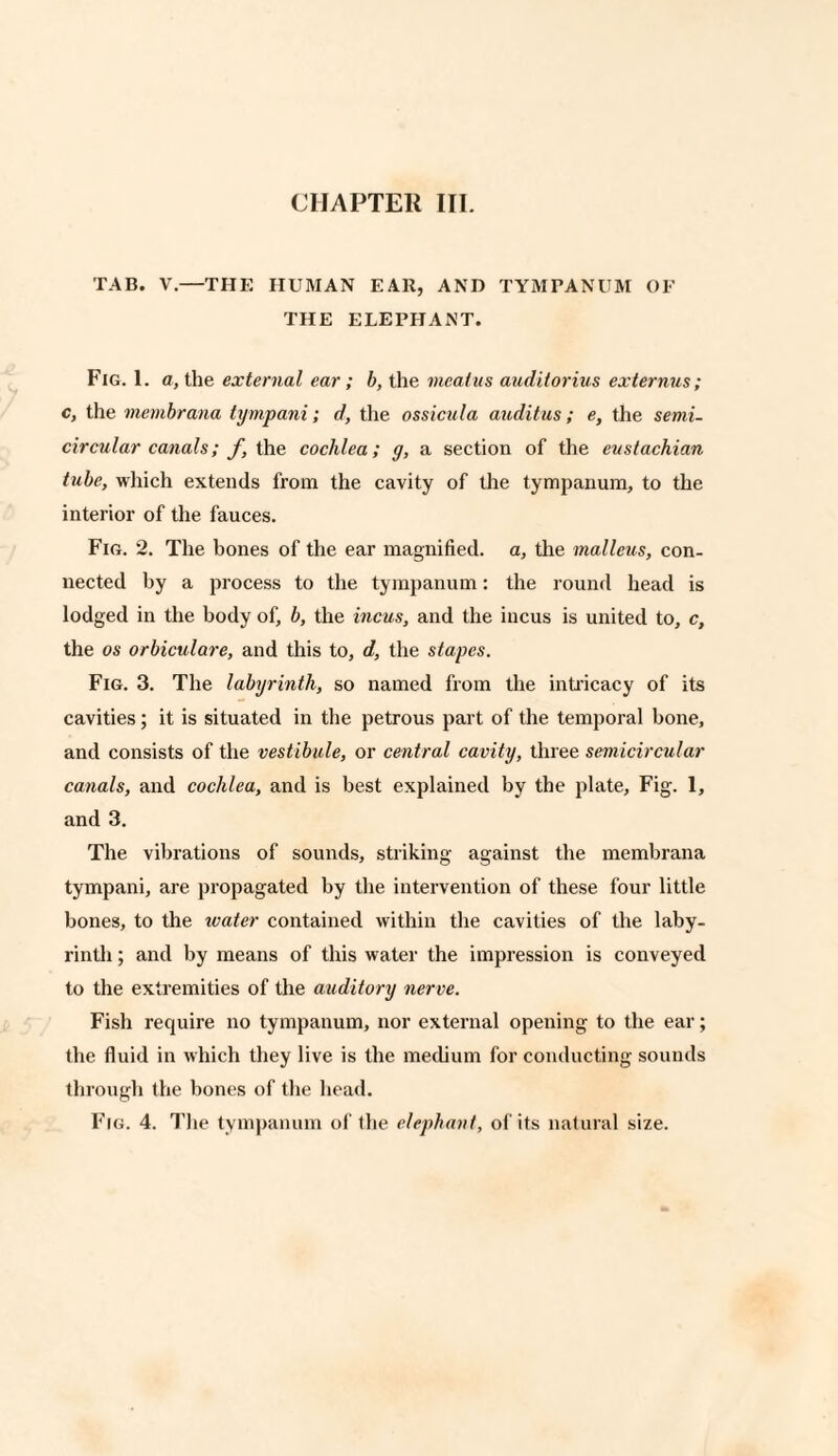 TAB. V.—THE HUMAN EAR, AND TYMPANUM OF THE ELEPHANT. Fig. 1. a, the external ear ; b, the meatus auditorius externus; c, the membrana tympani; d, the ossicula auditus; e, the semi¬ circular canals; f, the cochlea; g, a section of the euslachian tube, which extends from the cavity of the tympanum, to the interior of the fauces. Fig. 2. The bones of the ear magnified, a, the malleus, con¬ nected by a process to the tympanum: the round head is lodged in the body of, b, the incus, and the incus is united to, c, the os orbiculare, and this to, d, the stapes. Fig. 3. The labyrinth, so named from the intricacy of its cavities; it is situated in the petrous part of the temporal bone, and consists of the vestibule, or central cavity, three semicircular canals, and cochlea, and is best explained by the plate, Fig. 1, and 3. The vibrations of sounds, striking against the membrana tympani, are propagated by the intervention of these four little bones, to the water contained within the cavities of the laby¬ rinth ; and by means of this water the impression is conveyed to the extremities of the auditory nerve. Fish require no tympanum, nor external opening to the ear; the fluid in which they live is the medium for conducting sounds through the bones of the head. Fig. 4. The tympanum of the elephant, of its natural size.