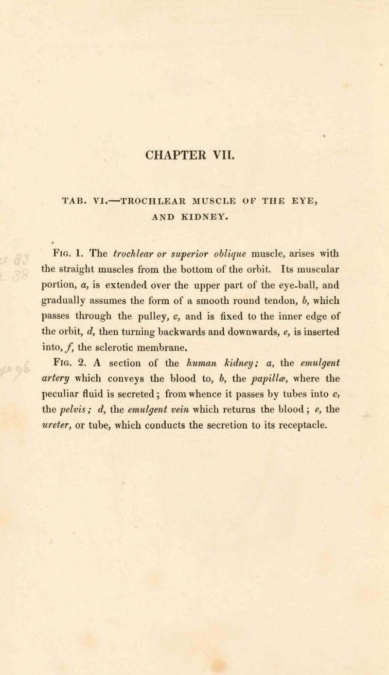 TAB. VI.—TROCHLEAR MUSCLE OF THE EYE, AND KIDNEY. Fig. 1. The trochlear or superior oblique muscle, arises with the straight muscles from the bottom of the orbit. Its muscular portion, a, is extended over the upper part of the eye-ball, and gradually assumes the form of a smooth round tendon, b, which passes through the pulley, c, and is fixed to the inner edge of the orbit, d, then turning backwards and downwards, e, is inserted into, f, the sclerotic membrane. Fig. 2. A section of the human kidney; a, the emulgent artery which conveys the blood to, b, the papilla, where the peculiar fluid is secreted; from whence it passes by tubes into c, the pelvis; d, the emulgent vein which returns the blood; e, the ureter, or tube, which conducts the secretion to its receptacle.