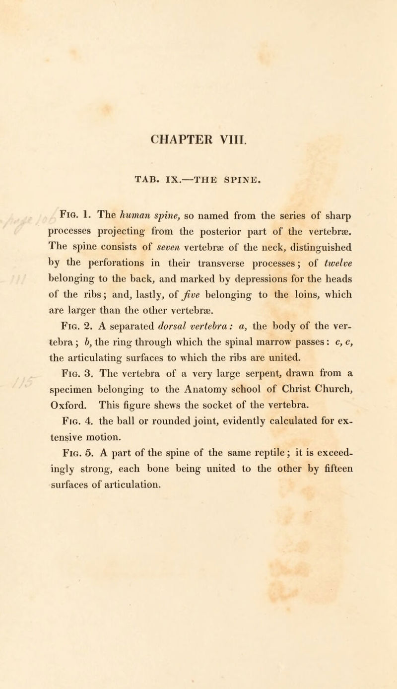 TAB. IX.—THE SPINE. Fig. 1. The human spine, so named from the series of sharp processes projecting from the posterior part of the vertebra. The spine consists of seven vertebra of the neck, distinguished by the perforations in their transverse processes; of twelve belonging to the back, and marked by depressions for the heads of the ribs; and, lastly, of Jive belonging to the loins, which are larger than the other vertebrae. Fig. 2. A separated dorsal vertebra: a, the body of the ver¬ tebra ; b, the ring through which the spinal marrow passes: c, c, the articulating surfaces to which the ribs are united. Fig. 3. The vertebra of a very large serpent, drawn from a specimen belonging to the Anatomy school of Christ Church, Oxford. This figure shews the socket of the vertebra. Fig. 4. the ball or rounded joint, evidently calculated for ex¬ tensive motion. Fig. 5. A part of the spine of the same reptile; it is exceed¬ ingly strong, each bone being united to the other by fifteen surfaces of articulation.