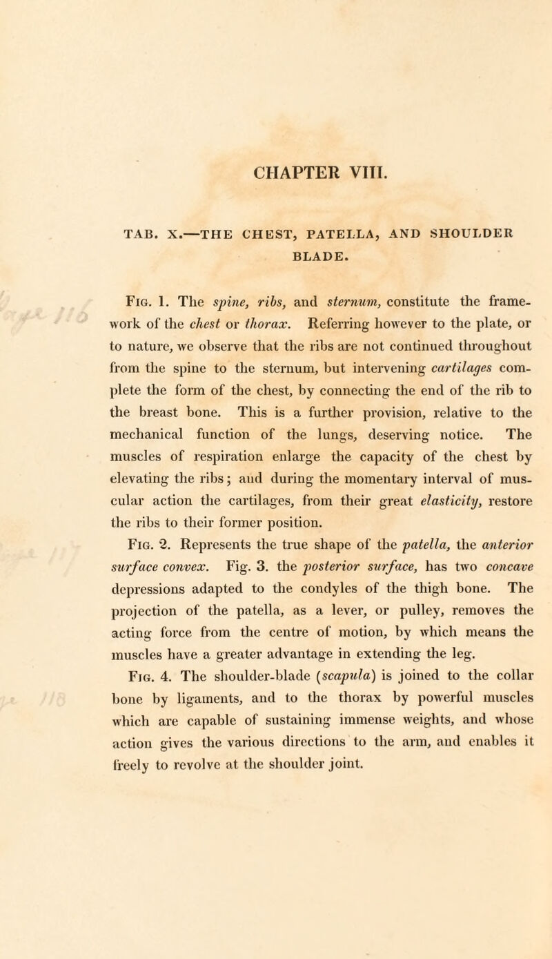 TAB. X.—THE CHEST, PATELLA, AND SHOULDER BLADE. Fig. 1. The spine, ribs, and sternum, constitute the frame¬ work of the chest or thorax. Referring however to the plate, or to nature, we observe that the ribs are not continued throughout from the spine to the sternum, but intervening cartilages com¬ plete the form of the chest, by connecting the end of the rib to the breast bone. This is a further provision, relative to the mechanical function of the lungs, deserving notice. The muscles of respiration enlarge the capacity of the chest by elevating the ribs; and during the momentary interval of mus¬ cular action the cartilages, from their great elasticity, restore the ribs to their former position. Fig. 2. Represents the true shape of the patella, the anterior surface convex. Fig. 3. the posterior surface, has two concave depressions adapted to the condyles of the thigh bone. The projection of the patella, as a lever, or pulley, removes the acting force from the centre of motion, by which means the muscles have a greater advantage in extending the leg. Fig. 4. The shoulder-blade (scapula) is joined to the collar bone by ligaments, and to the thorax by powerful muscles which are capable of sustaining immense weights, and whose action gives the various directions to the arm, and enables it freely to revolve at the shoulder joint.