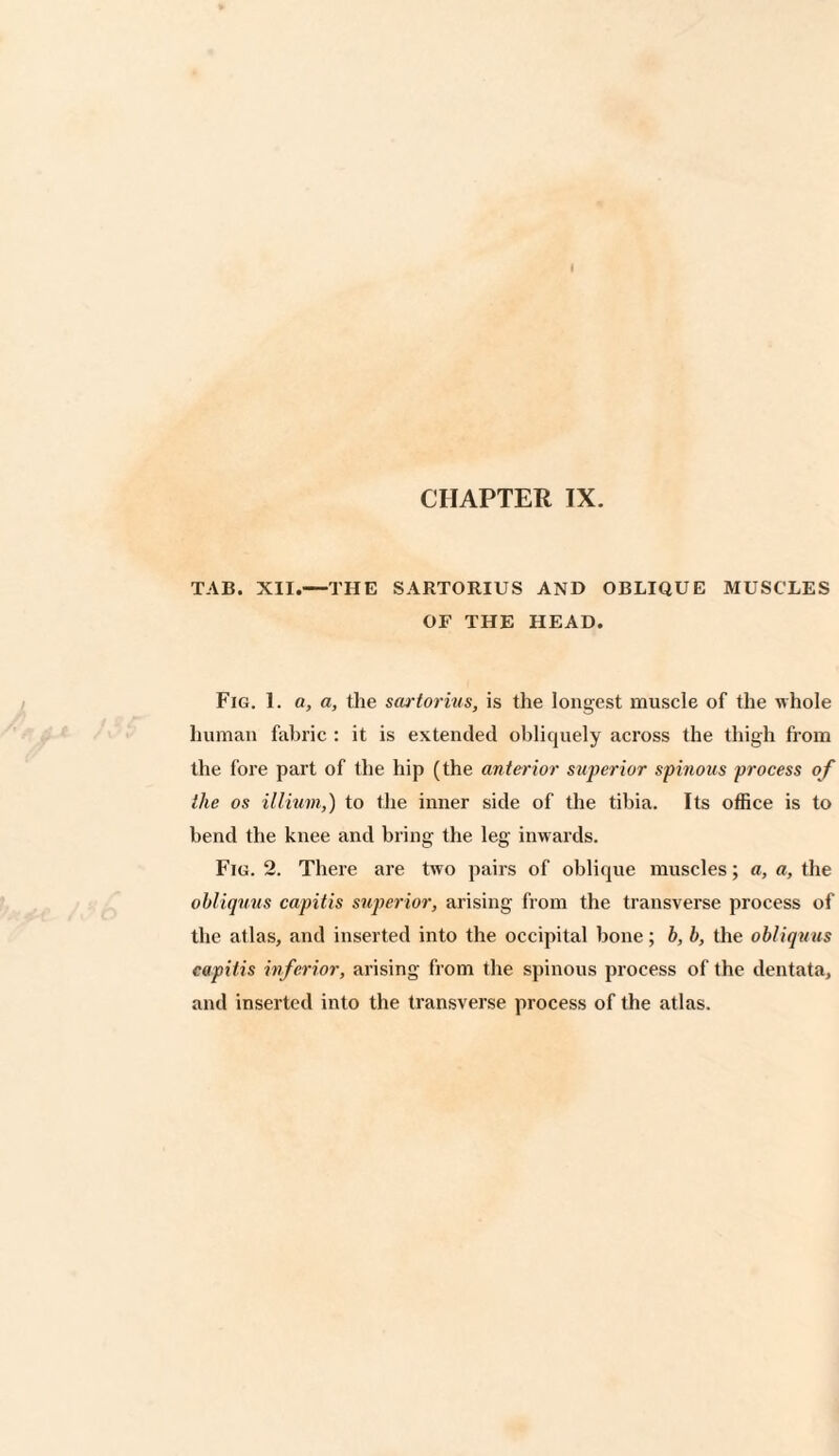 TAB. XII.—THE SARTORIUS AND OBLIQUE MUSCLES OF THE HEAD. Fig. 1. a, a, the sartorius, is the longest muscle of the whole human fabric : it is extended obliquely across the thigh from the fore part of the hip (the anterior superior spinous process of the os ill mm,) to the inner side of the tibia. Its office is to bend the knee and bring the leg inwards. Fig. 2. There are two pairs of oblique muscles; a, a, the ohliquus capitis superior, arising from the transverse process of the atlas, and inserted into the occipital bone; b, b, the obliqvus capitis inferior, arising from the spinous process of the dentata, and inserted into the transverse process of the atlas.