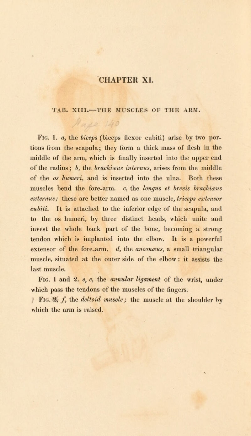 TAB. XIII.—THE MUSCLES OF THE ARM. Fig. 1. a, the biceps (biceps flexor cubiti) arise by two por¬ tions from the scapula; they form a thick mass of flesh in the middle of the arm, which is finally inserted into the upper end of the radius; b, the brach'ueus interims, arises from the middle of the os humeri, and is inserted into the ulna. Both these muscles bend the fore-arm. c, the longus et brevis brach'ueus externus; these are better named as one muscle, triceps extensor cubiti. It is attached to the inferior edge of the scapula, and to the os humeri, by three distinct heads, which unite and invest the whole back part of the bone, becoming a strong tendon which is implanted into the elbow. It is a powerful extensor of the fore-arm. d, the anconceus, a small triangular muscle, situated at the outer side of the elbow : it assists the last muscle. Fig. 1 and 2. e, e, the annular ligament of the wrist, under which pass the tendons of the muscles of the fingers. Fig. 2. f, the deltoid muscle; the muscle at the shoulder by which the arm is raised.