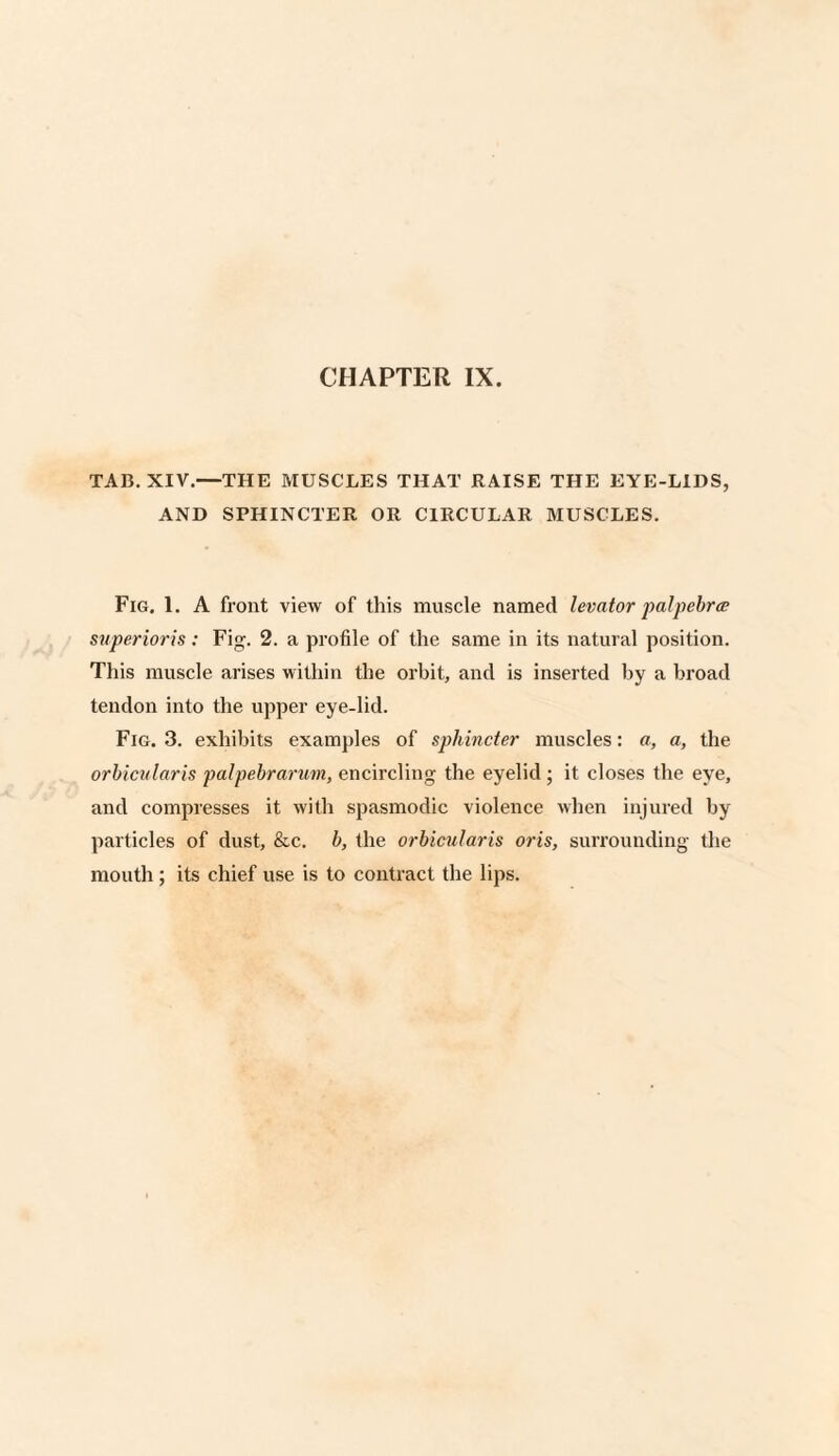 TAB. XIA'.—THE MUSCLES THAT RAISE THE EYE-LIDS, AND SPHINCTER OR CIRCULAR MUSCLES. Fig. 1. A front view of this muscle named levator palpebrce superioris : Fig. 2. a profile of the same in its natural position. This muscle arises within the orbit, and is inserted by a broad tendon into the upper eye-lid. Fig. 3. exhibits examples of sphincter muscles: a, a, the orbicularis palpebrarum, encircling the eyelid; it closes the eye, and compresses it with spasmodic violence when injured by particles of dust, &c. b, the orbicularis oris, surrounding the mouth ; its chief use is to contract the lips.