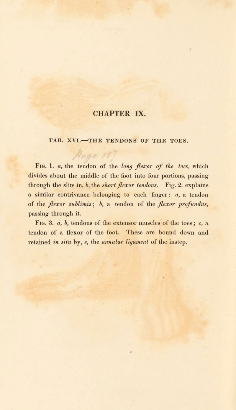 TAB. XVI.—THE TENDONS OF THE TOES. Fig. 1. a, the tendon of the long flexor of the toes, which divides about the middle of the foot into four portions, passing through the slits in, b, the short flexor tendons. Fig. 2. explains a similar contrivance belonging to each finger: a, a tendon of the flexor sublimis; b, a tendon of the flexor profundus, passing through it. Fig. 3. a, b, tendons of the extensor muscles of the toes; c, a tendon of a flexor of the foot. These are bound down and retained in situ by, e, the annular ligament of the instep.