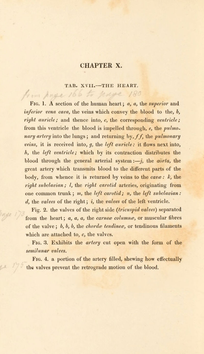 TAB. XVII.—THE HEART. Fig. 1. A section of the human heart; a, a, the superior and inferior vena cava, the veins which convey the blood to the, b, right auricle; and thence into, c, the corresponding ventricle; from this ventricle the blood is impelled through, e, the pulmo¬ nary artery into the lungs; and returning by, ff, the pulmonary veins, it is received into, g, the left auricle: it flows next into, h, the left ventricle; which by its contraction distributes the blood through the general arterial system:—j, the aorta, the great artery which transmits blood to the different parts of the body, from whence it is returned by veins to the cava: k, the right subclavian; l, the right carotid arteries, originating from one common trunk; in, the left carotid; n, the left subclavian: d, the valves of the right; i, the valves of the left ventricle. Fig. 2. the valves of the right side (tricuspid valves) separated from the heart; a, a, a, the carnece columns, or muscular fibres of the valve ; b, b, b, the chorda tendinece, or tendinous filaments which are attached to, c, the valves. Fig. 3. Exhibits the artery cut open with the form of the semilunar valves. Fig. 4. a portion of the artery filled, shewing how effectually the valves prevent the retrograde motion of the blood.