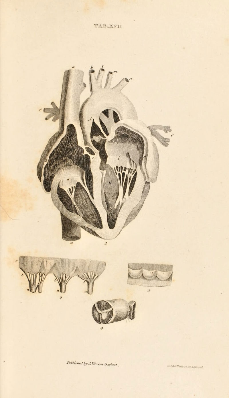 TAB ,1'H [ I'ublLrhesI bj'.T, Vmnau O.r/brtf . G-JAJJVarle sc. JSx Stni/uf.