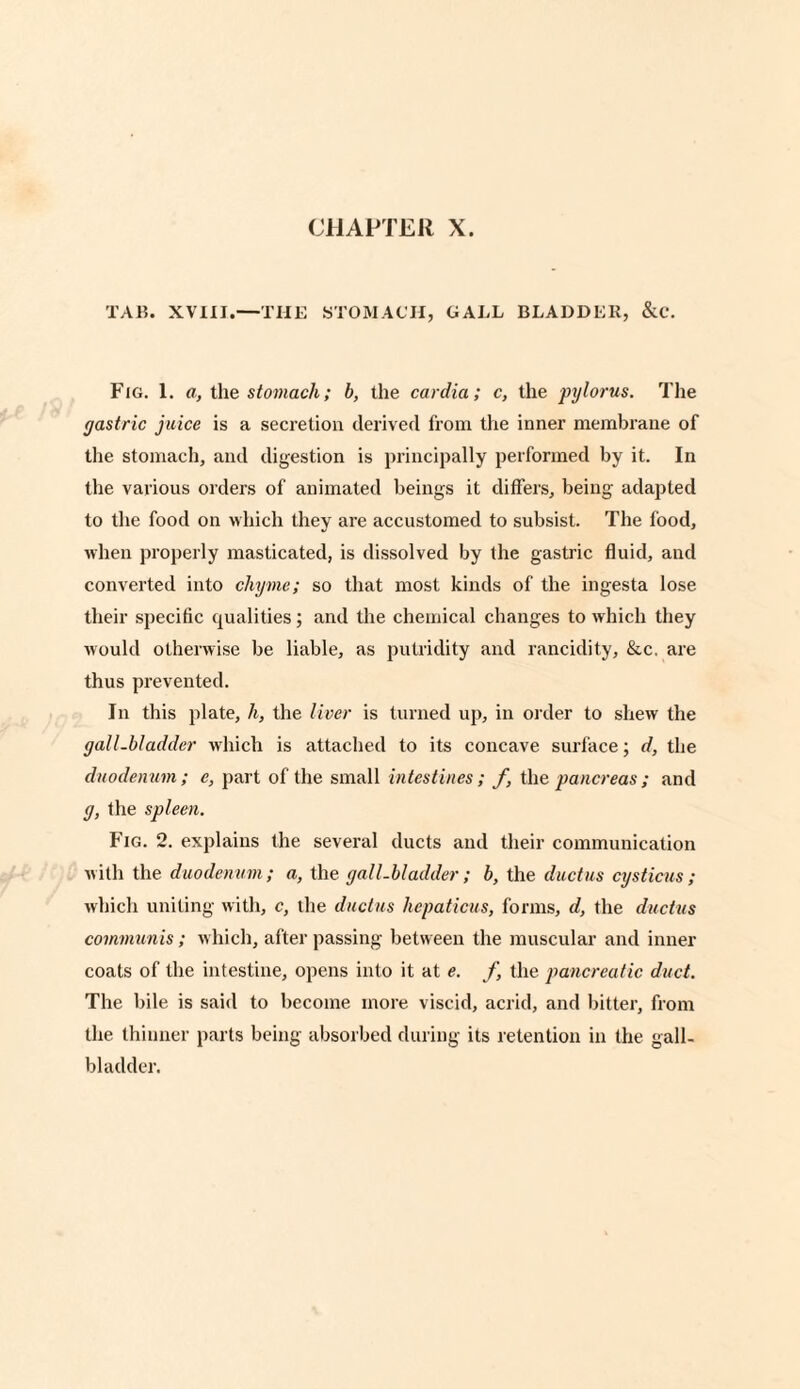 TAB. XVIII.—THE STOMACH, GALL BLADDER, &C. Fig. 1. a, the stomach; b, the cardia; c, the pylorus. The gastric juice is a secretion derived from the inner membrane of the stomach, and digestion is principally performed by it. In the various orders of animated beings it differs, being adapted to the food on which they are accustomed to subsist. The food, when properly masticated, is dissolved by the gastric fluid, and converted into chyme; so that most kinds of the ingesta lose their specific qualities; and the chemical changes to which they would otherwise be liable, as putridity and rancidity, &c, are thus prevented. In this plate, li, the liver is turned up, in order to shew the gall-bladder which is attached to its concave surface; d, the duodenum; e, part of the small intestines; f, the pancreas; and g, the spleen. Fig. 2. explains the several ducts and their communication with the duodenum; a, the gall-bladder ; b, the ductus cysticus ; which uniting with, c, the ductus hcpaticus, forms, d, the ductus communis; which, after passing between the muscular and inner coats of the intestine, opens into it at e. f, the pancreatic duct. The bile is said to become more viscid, acrid, and bitter, from the thinner parts being absorbed during its retention in the gall¬ bladder.