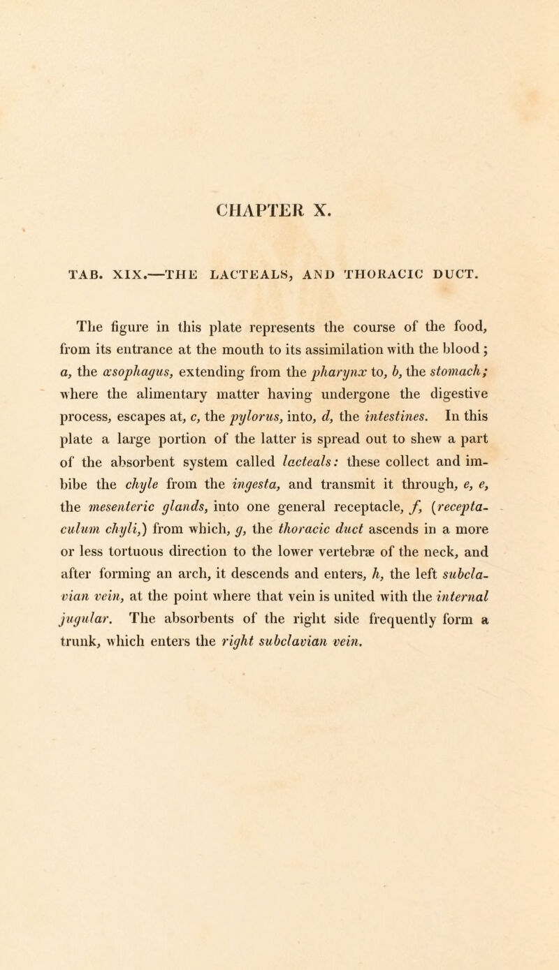 TAB. XIX.—THE LACTEALS, AND THORACIC DUCT. The figure in this plate represents the course of the food, from its entrance at the mouth to its assimilation with the blood; a, the oesophagus, extending from the pharynx to, b, the stomach; where the alimentary matter having undergone the digestive process, escapes at, c, the pylorus, into, d, the intestines. In this plate a large portion of the latter is spread out to shew a part of the absorbent system called lacteals: these collect and im¬ bibe the chyle from the ingesta, and transmit it through, e, e, the mesenteric glands, into one general receptacle, f, (recepta- culum chyli,) from which, g, the thoracic duct ascends in a more or less tortuous direction to the lower vertebra of the neck, and after forming an arch, it descends and enters, li, the left subcla¬ vian vein, at the point where that vein is united with the internal jugular. The absorbents of the right side frequently form a trunk, which enters the right subclavian vein.
