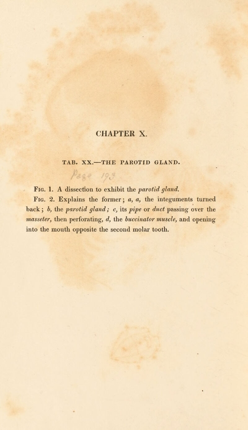 TAB. XX.—THE PAROTID GLAND. Fig. 1. A dissection to exhibit the parotid gland. Fig. 2. Explains the former; a, a, the integuments turned back ; b, the parotid gland; c, its pipe or duct passing over the masseter, then perforating, d, the buccinator muscle, and opening into the mouth opposite the second molar tooth.