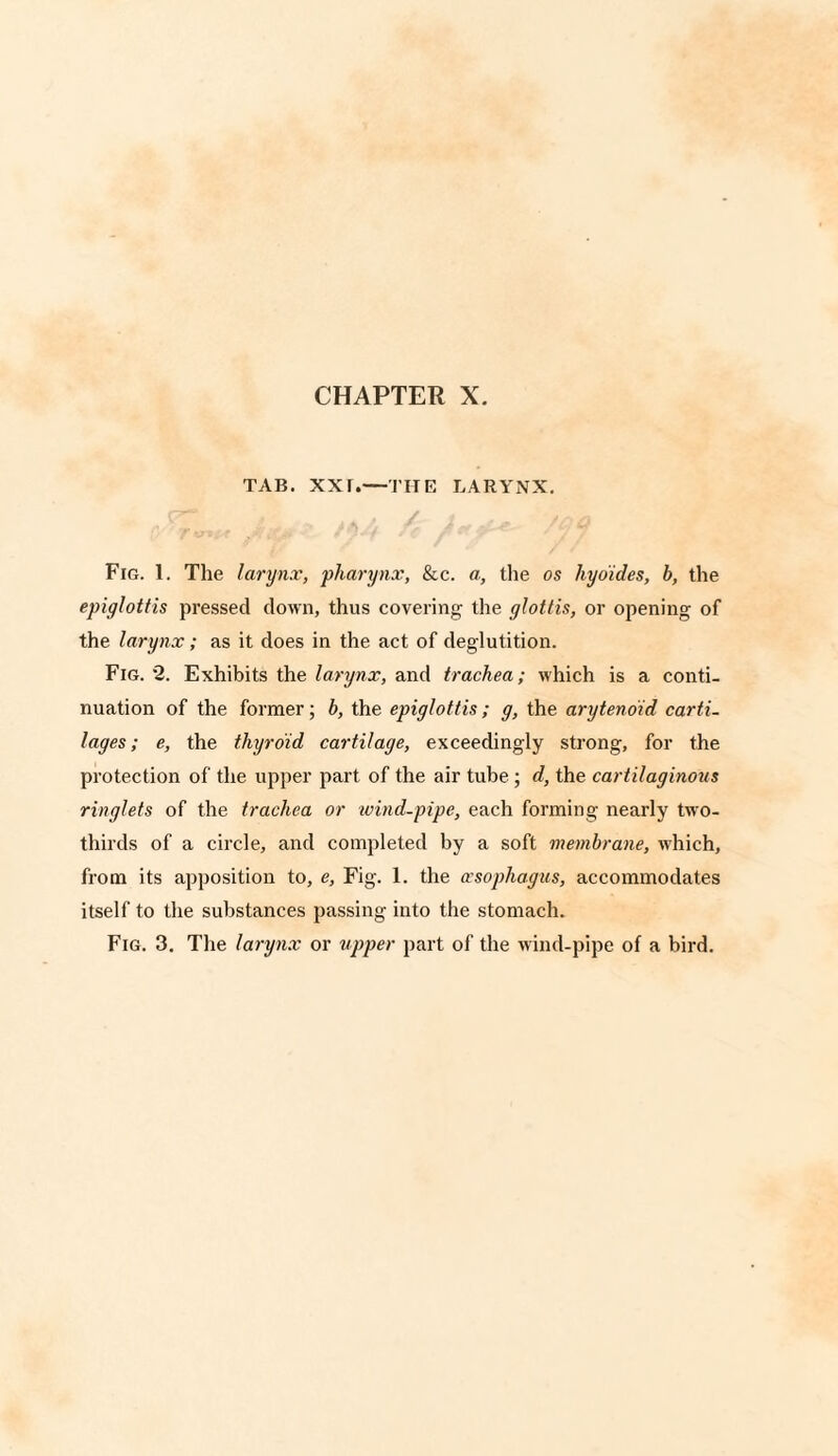 TAB. xxr.—THE LARYNX. Fig. 1. The larynx, pharynx, &c. a, the os hyoides, b, the epiglottis pressed down, thus covering the glottis, or opening of the larynx; as it does in the act of deglutition. Fig. 2. Exhibits the larynx, and trachea; which is a conti¬ nuation of the former; b, the epiglottis; g, the arytenoid carti¬ lages ; e, the thyroid cartilage, exceedingly strong, for the protection of the upper part of the air tube; d, the cartilaginous ringlets of the trachea or wind-pipe, each forming nearly two- thirds of a circle, and completed by a soft membrane, which, from its apposition to, e, Fig. 1. the oesophagus, accommodates itself to the substances passing into the stomach. Fig. 3. The larynx or upper part of the wind-pipe of a bird.