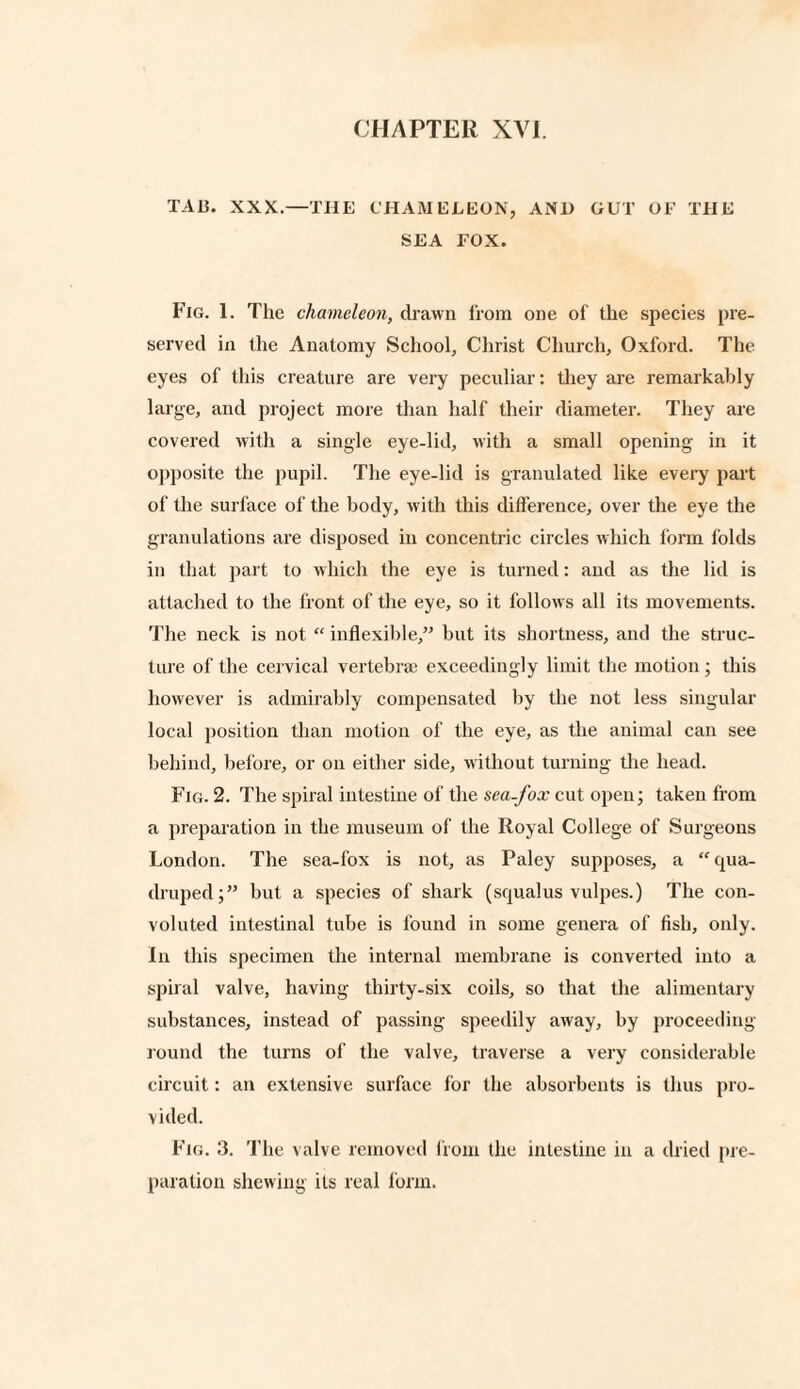 TAB. XXX.—THE CHAMELEON, AN1» GUT OF THE SEA FOX. Fig. 1. The chameleon, drawn from one of the species pre¬ served in (lie Anatomy School, Christ Church, Oxford. The eyes of this creature are very peculiar: they are remarkably large, and project more than half their diameter. They are covered with a single eye-lid, with a small opening in it opposite the pupil. The eye-lid is granulated like every part of the surface of the body, with this difference, over the eye the granulations are disposed in concentric circles which form folds in that part to which the eye is turned: and as the lid is attached to the front of the eye, so it follows all its movements. The neck is not “ inflexible,” but its shortness, and the struc¬ ture of the cervical vertebra exceedingly limit the motion ; this however is admirably compensated by the not less singular local position than motion of the eye, as the animal can see behind, before, or on either side, without turning the head. Fig. 2. The spiral intestine of the sea-fox cut open; taken from a preparation in the museum of the Royal College of Surgeons London. The sea-fox is not, as Paley supposes, a “qua¬ druped;” but a species of shark (squalus vulpes.) The con¬ voluted intestinal tube is found in some genera of fish, only. In this specimen the internal membrane is converted into a spiral valve, having thirty-six coils, so that the alimentary substances, instead of passing speedily away, by proceeding- round the turns of the valve, traverse a very considerable circuit: an extensive surface for the absorbents is thus pro¬ vided. Fig. 3. The valve removed from the intestine in a dried pre¬ paration shewing its real form.