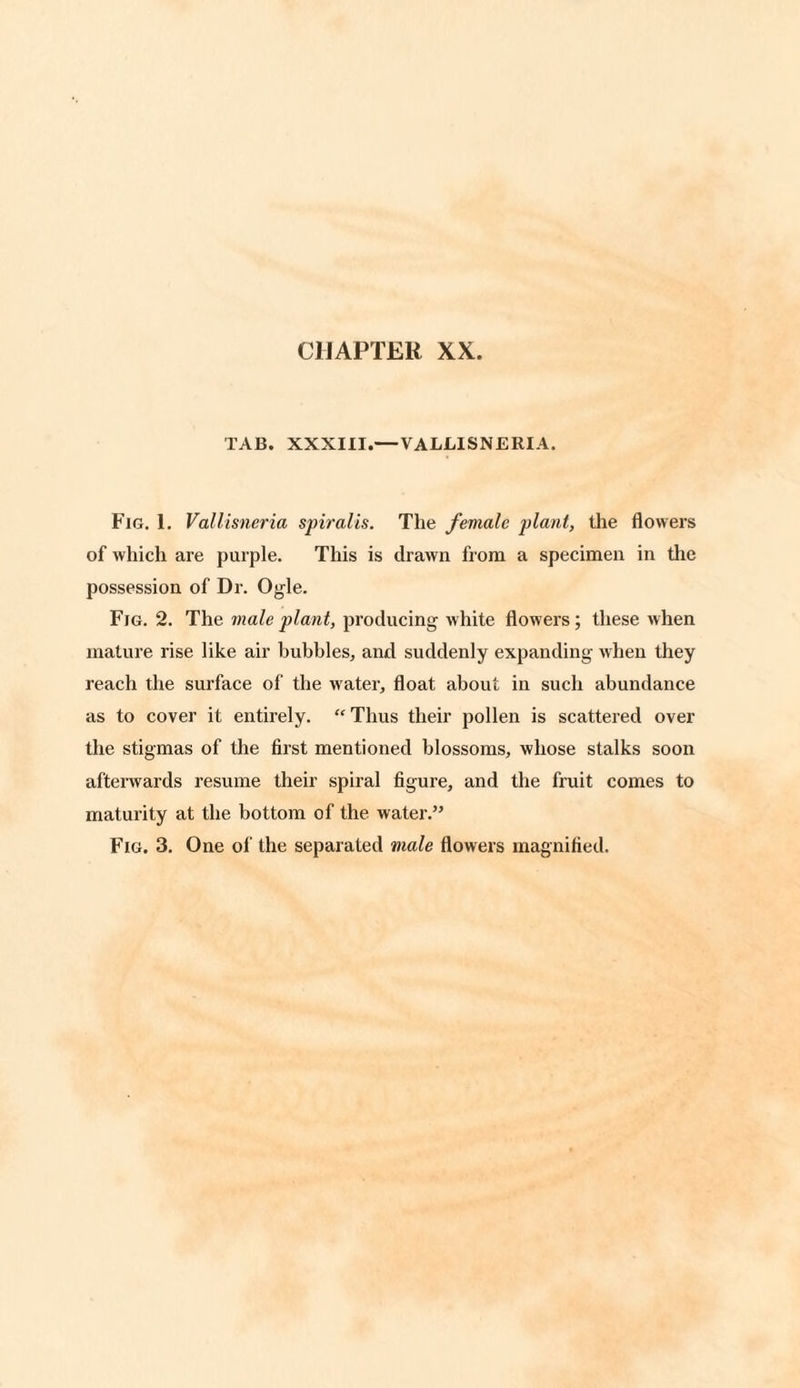 TAB. XXXIII.— VALLISNERIA. Fig. 1. Vallisneria spiralis. The female plant, the flowers of which are purple. This is drawn from a specimen in the possession of Dr. Ogle. Fig. 2. The male plant, producing white flowers; these when mature rise like air bubbles, and suddenly expanding when they reach the surface of the water, float about in such abundance as to cover it entirely. “ Thus their pollen is scattered over the stigmas of the first mentioned blossoms, whose stalks soon afterwards resume their spiral figure, and the fruit comes to maturity at the bottom of the water.” Fig. 3. One of the separated male flowers magnified.